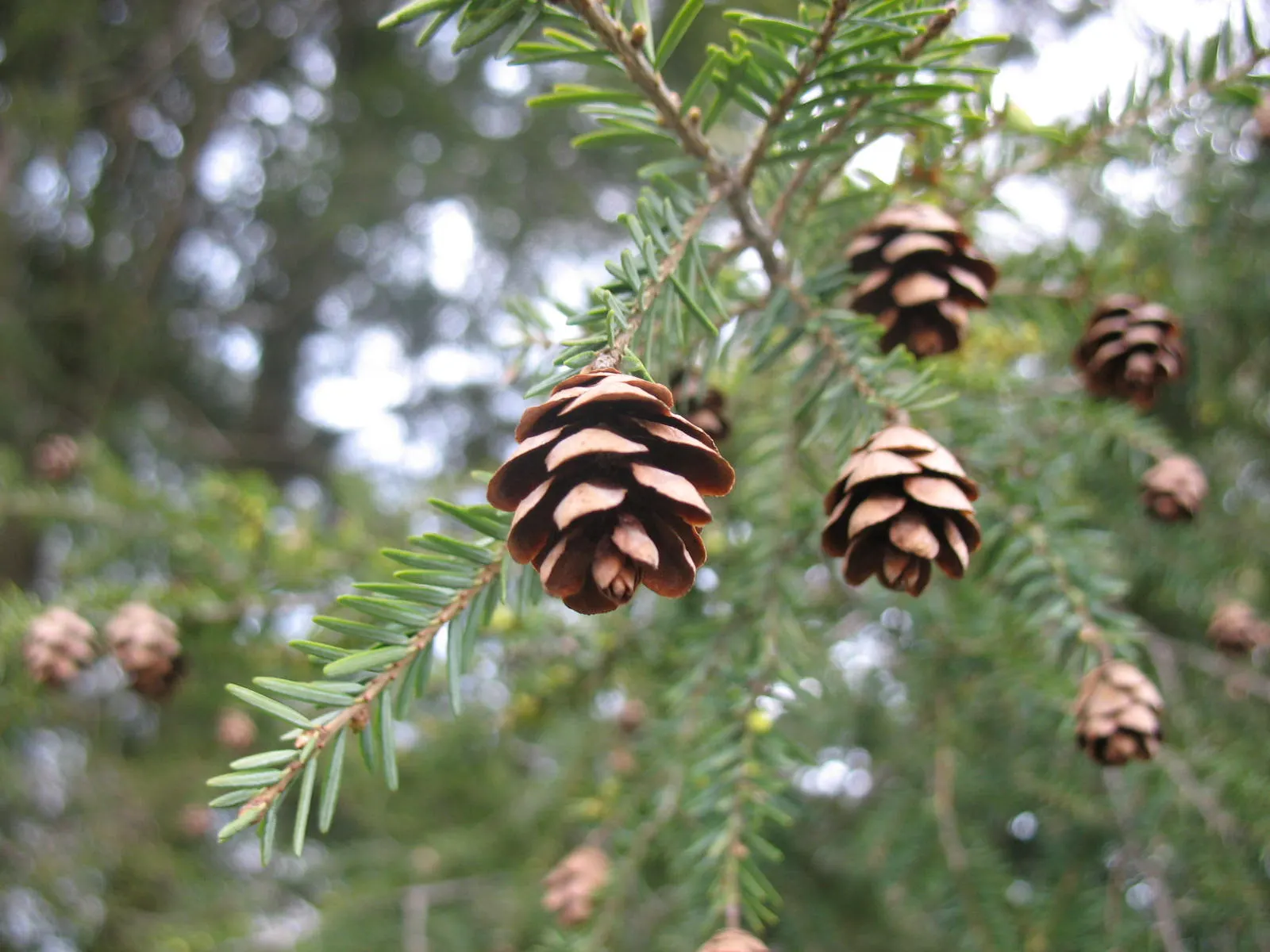 Eastern Hemlock (Tsuga Canadensis) — Mature specimens reach 40-70 feet tall with a 25-35-foot spread; this stately tree typically reaches heights between 40 to