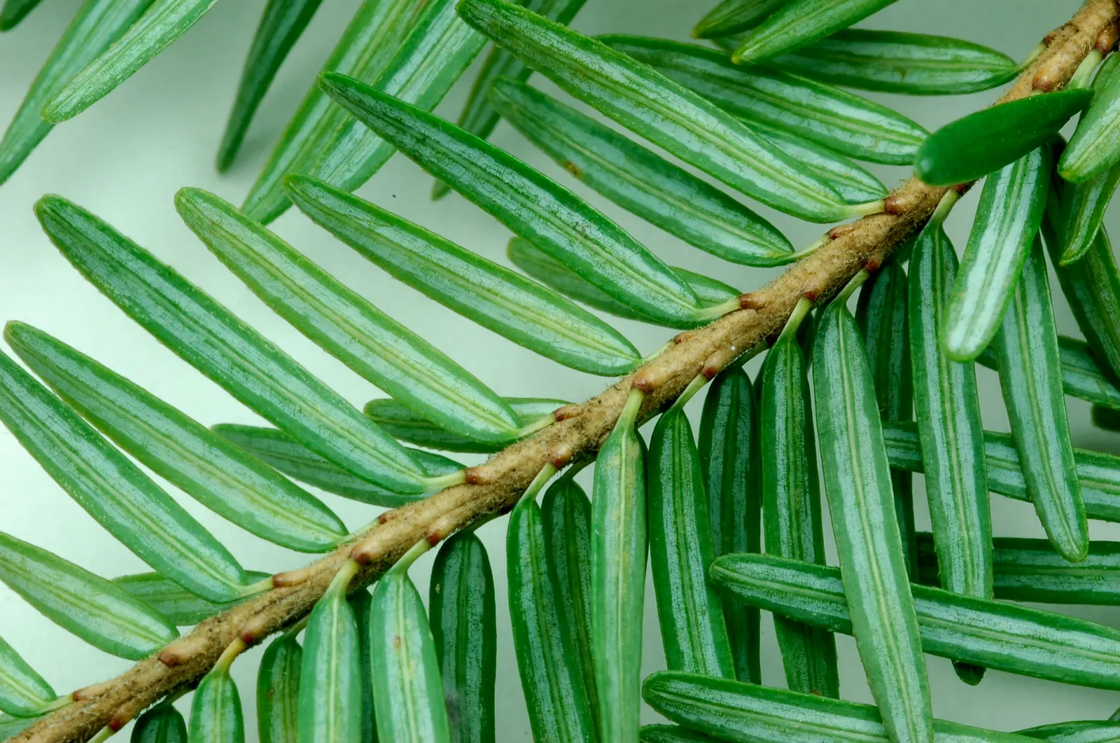 Eastern Hemlock (Tsuga Canadensis) — well-drained soils with a slightly acidic pH
