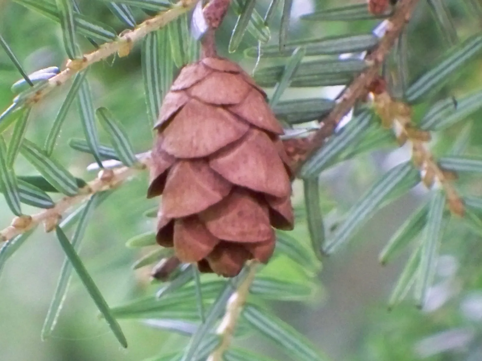 Eastern Hemlock (Tsuga Canadensis) — Proactive monitoring and management are essential for the tree's health and longevity