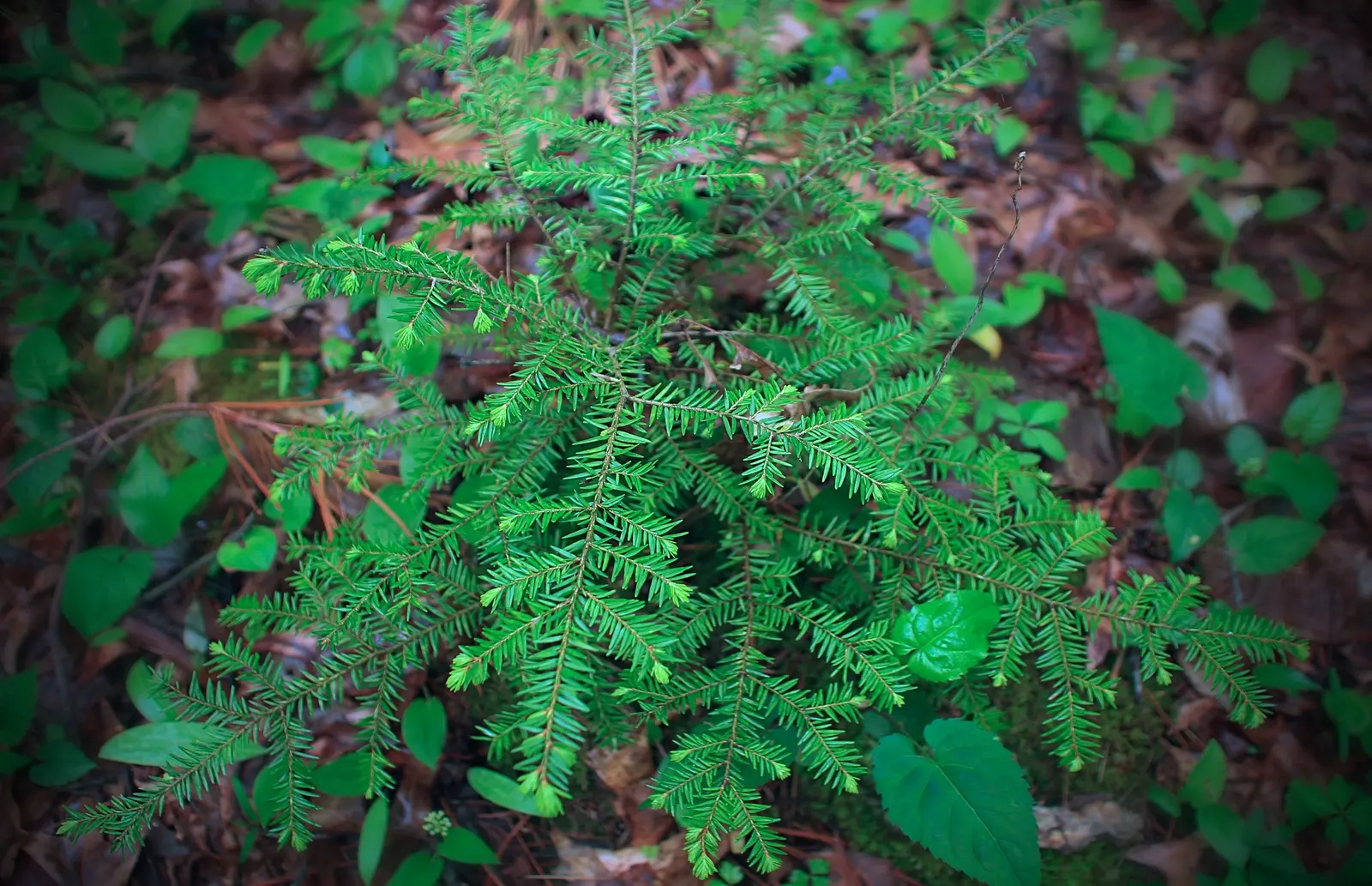 Eastern Hemlock (Tsuga Canadensis) — which are approximately 0.5 inches long
