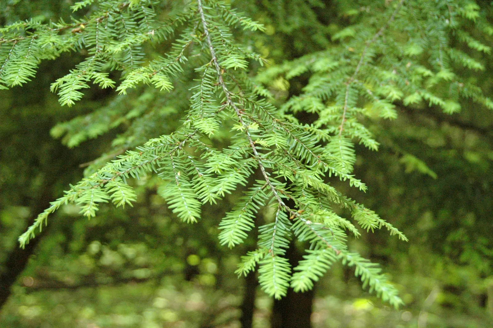 Eastern Hemlock (Tsuga Canadensis) — Needs well-drained, acidic soil and partial to full shade; promoting a robust root system