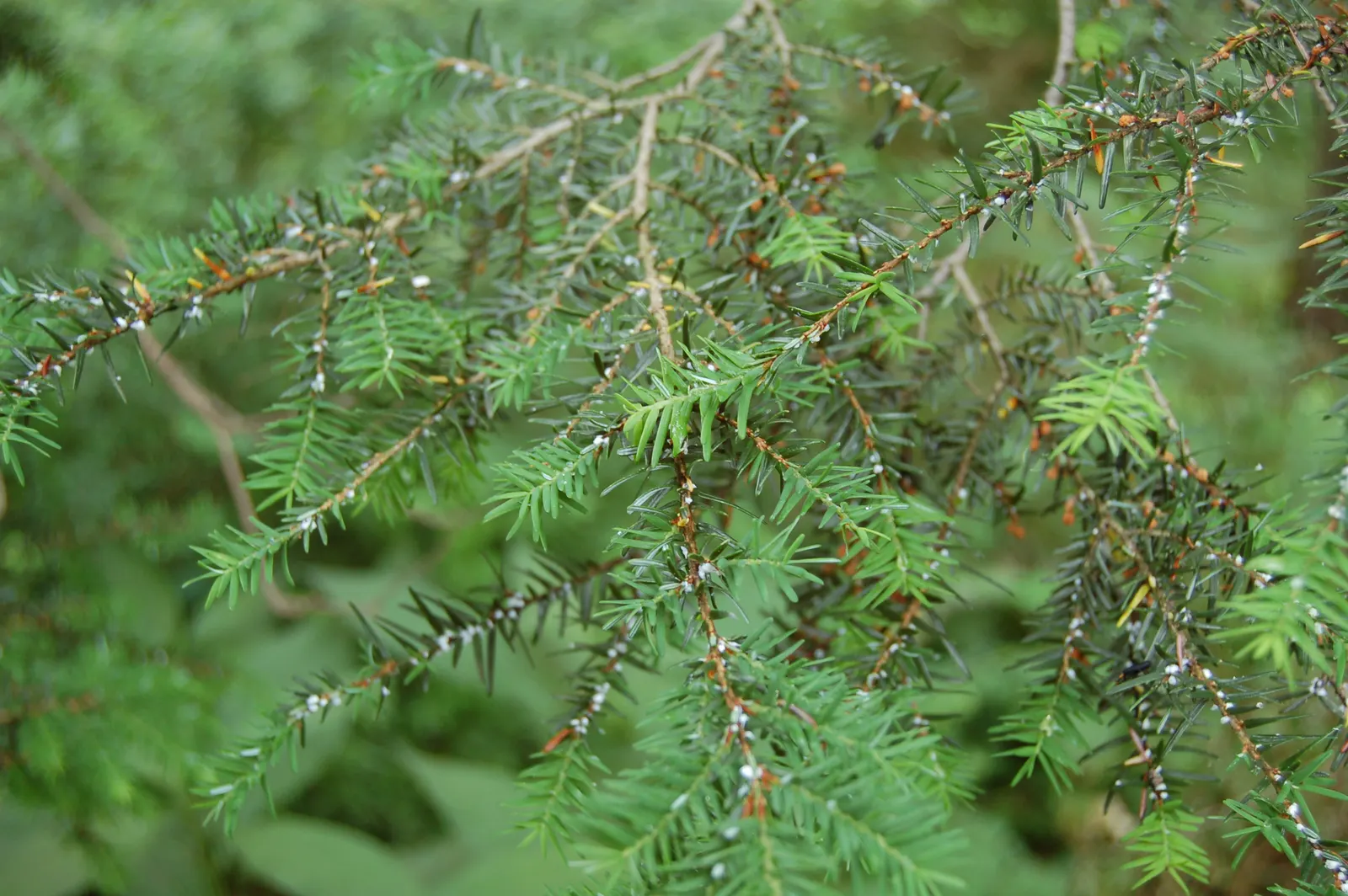 Eastern Hemlock (Tsuga Canadensis) — with some specimens soaring up to 100 feet under ideal conditions