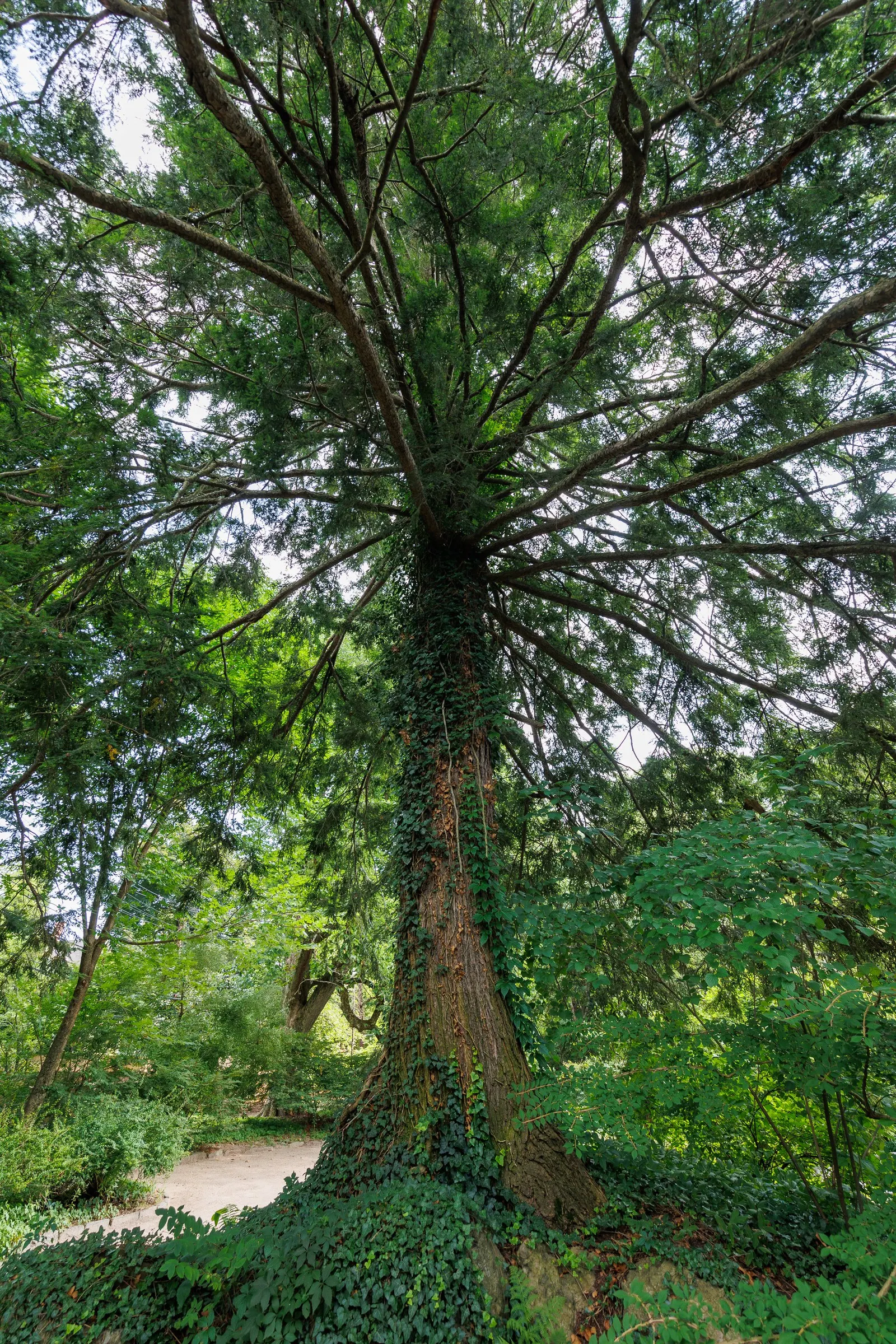 Eastern Hemlock (Tsuga Canadensis) — which makes it exceptionally versatile in landscape settings