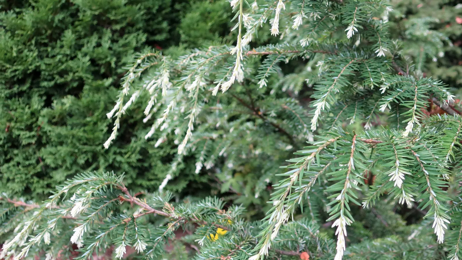 Eastern Hemlock (Tsuga Canadensis) — this stately tree typically reaches heights between 40 to 70 feet