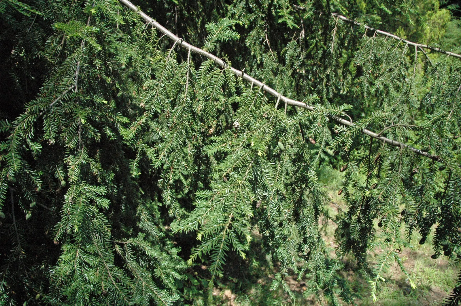 Eastern Hemlock (Tsuga Canadensis) — promoting a robust root system