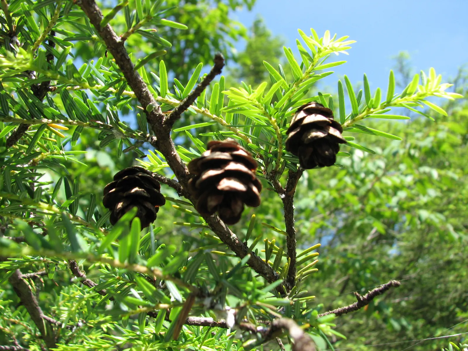 Eastern Hemlock (Tsuga Canadensis) — consistent mulching can help maintain soil moisture and temperature