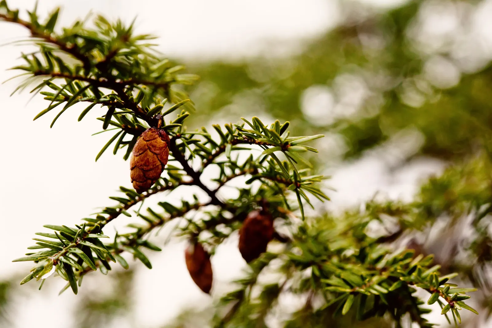 Eastern Hemlock (Tsuga Canadensis) — from forest underplantings to ornamental focal points