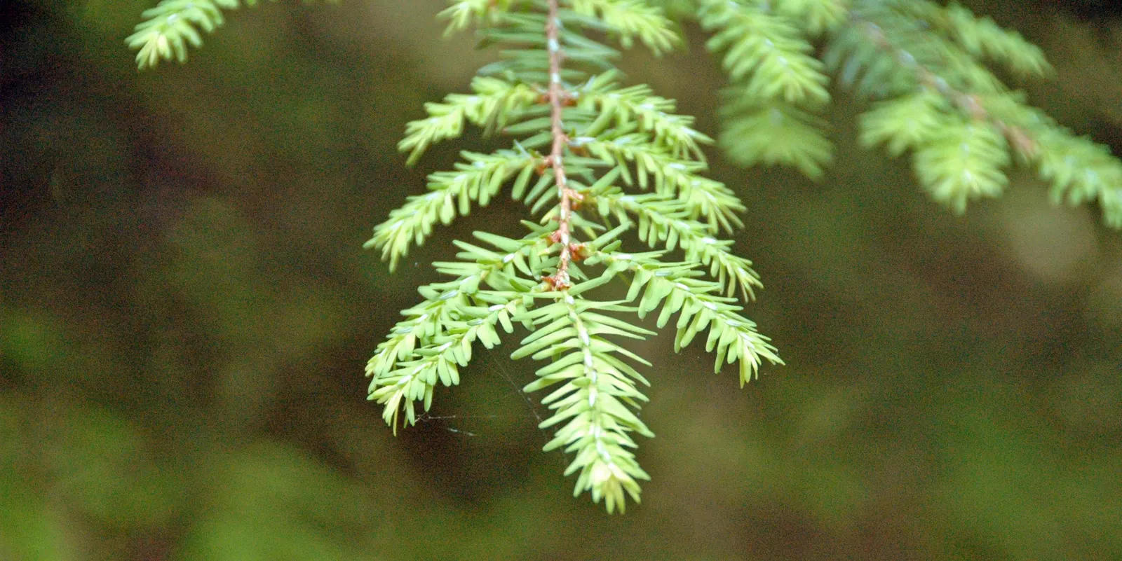 Eastern Hemlock (Tsuga Canadensis) — Monitor for pests like hemlock woolly adelgid; its canopy can spread approximately 25 to 35 feet