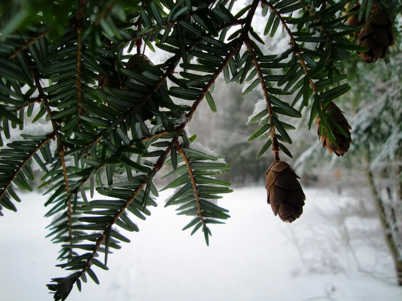 Eastern Hemlock (Tsuga Canadensis) — such as the hemlock woolly adelgid