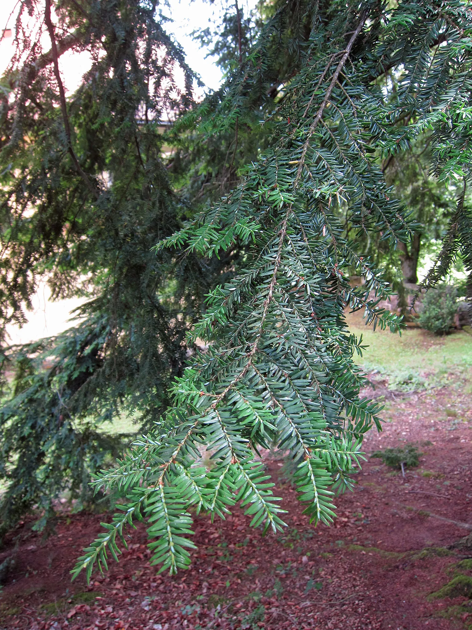 Eastern Hemlock (Tsuga Canadensis) — with some specimens soaring up to 100 feet under ideal conditions; its delicate needles and drooping branch, image 64