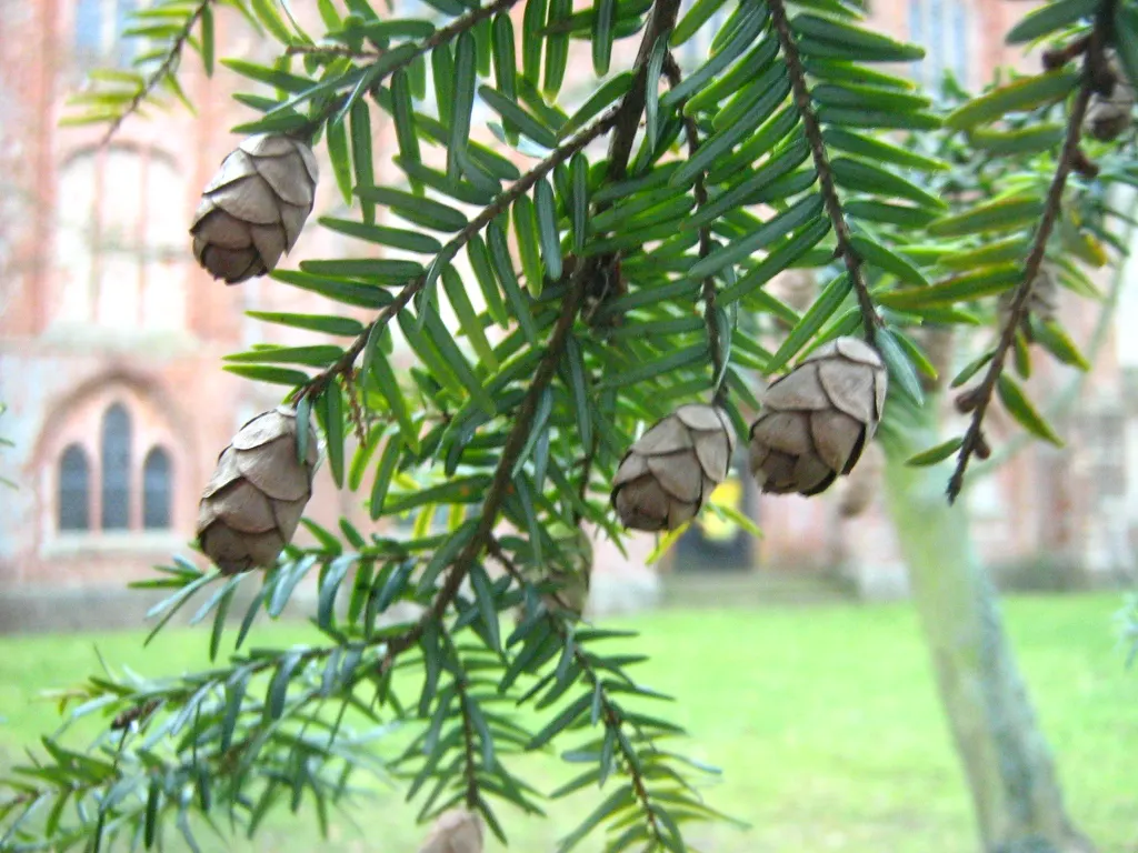 Eastern Hemlock (Tsuga Canadensis) — scientifically known as Tsuga canadensis