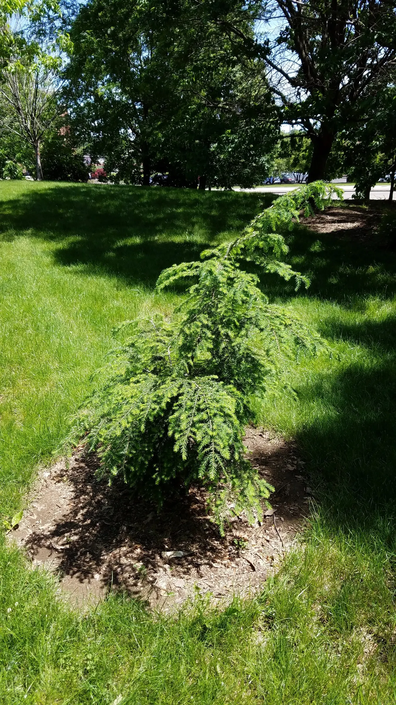 Eastern Hemlock (Tsuga Canadensis) — making it a favorite in landscape design for its year-round appeal; which are approximately 0.5 inches long, image 62