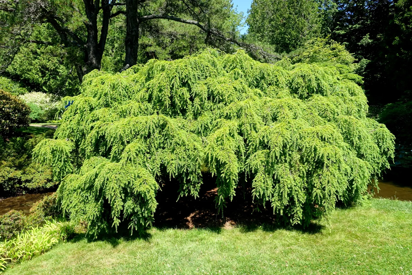 Eastern Hemlock (Tsuga Canadensis) — providing ample shade.<br><br>The Eastern Hemlock is characterized by its fine-textured; the needles are, image 66