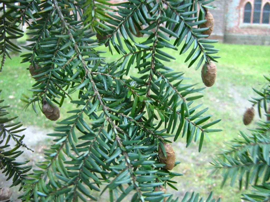 Eastern Hemlock (Tsuga Canadensis) — consistent mulching can help maintain soil moisture and temperature; is a coniferous tree revered for its, image 76