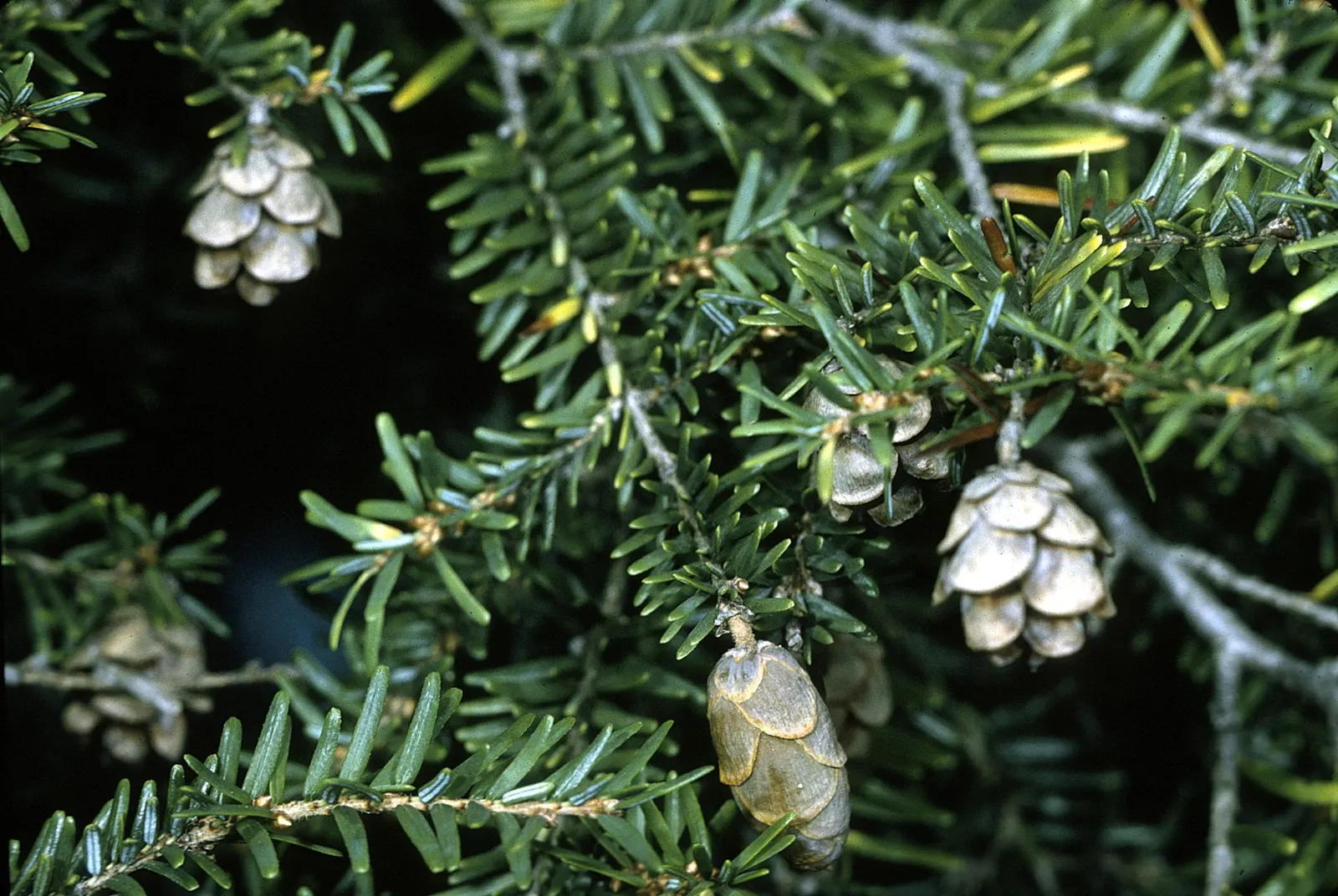 Eastern Hemlock (Tsuga Canadensis) — scientifically known as Tsuga canadensis; eastern Hemlock (Tsuga canadensis): A graceful, pyramidal evergreen with fine