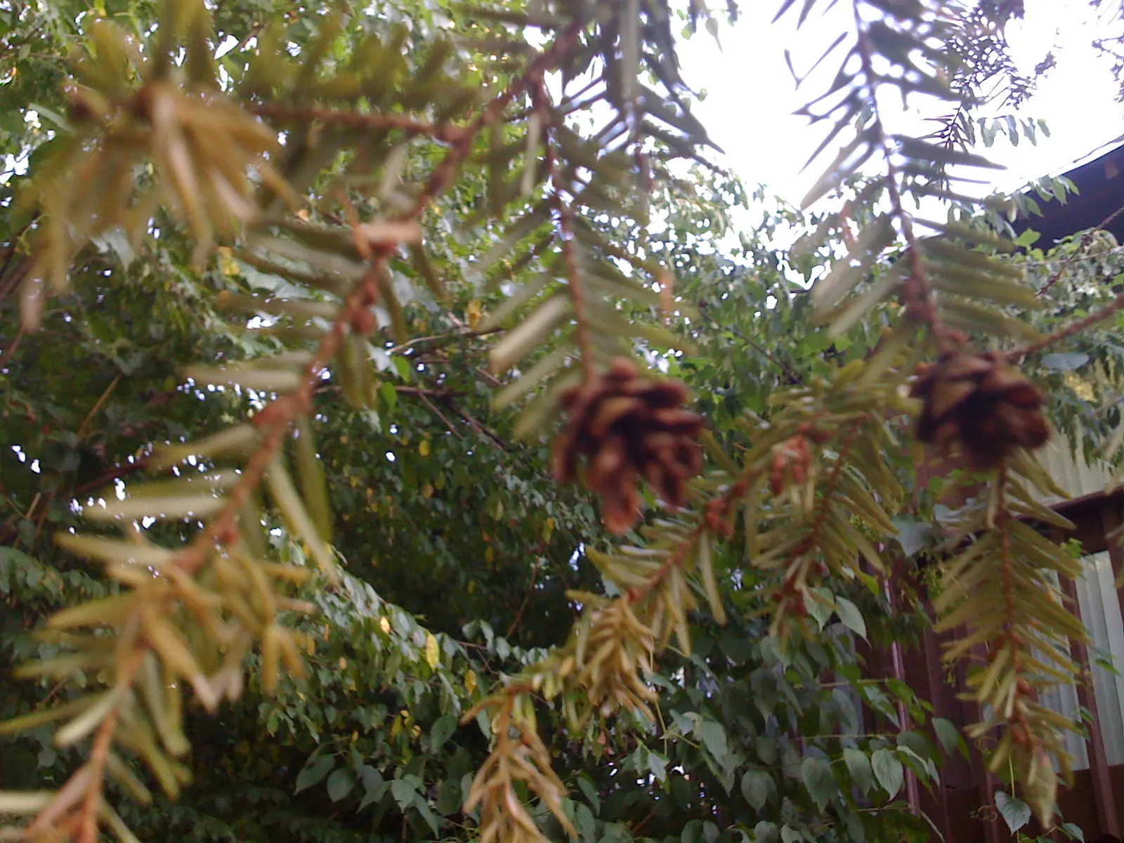 Eastern Hemlock (Tsuga Canadensis) — tan cones that are roughly 0.75 inches in length; ideal for screening and cool woodland settings, image 68