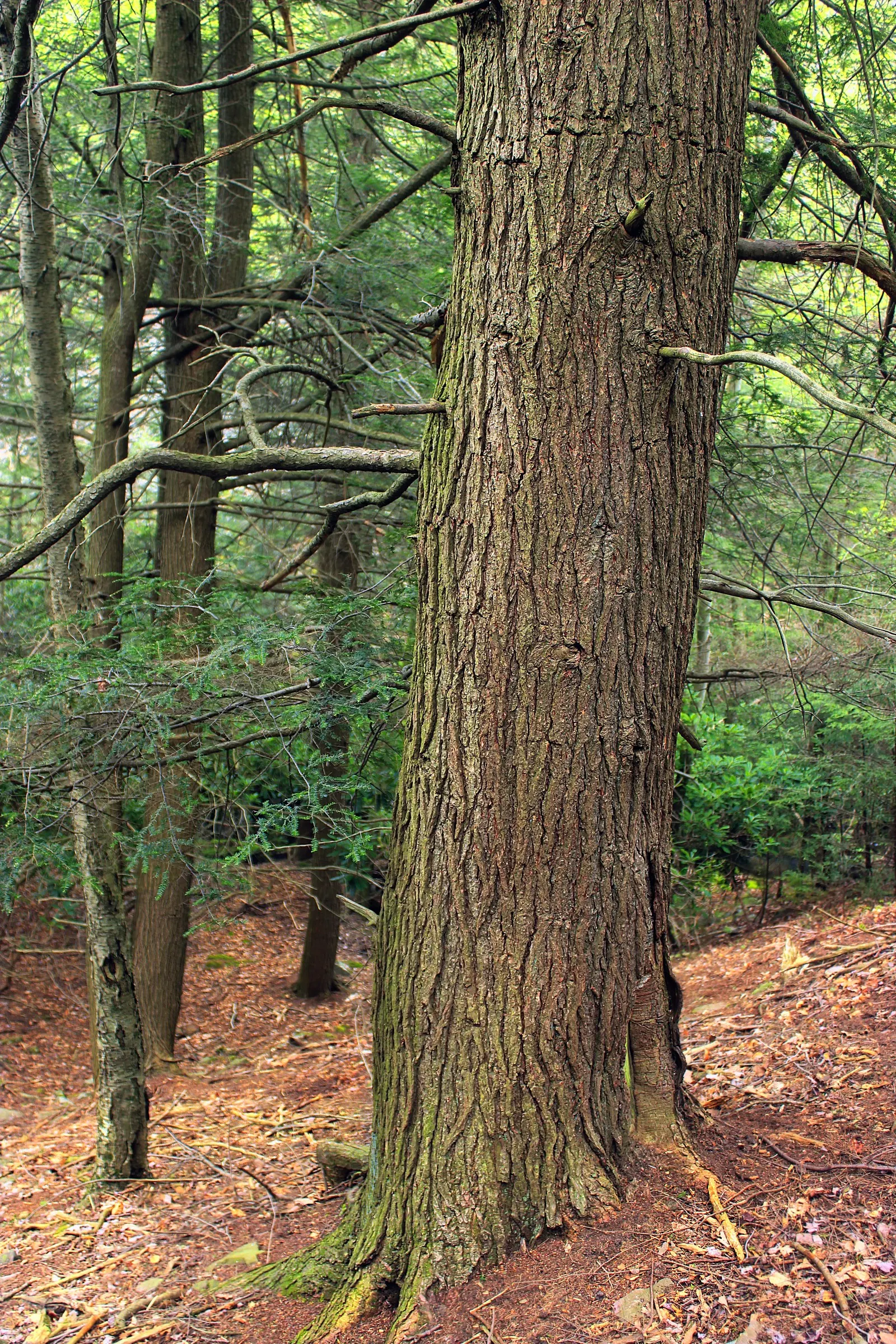 Eastern Hemlock (Tsuga Canadensis) — is a coniferous tree revered for its classic; scientifically known as Tsuga canadensis, image 61