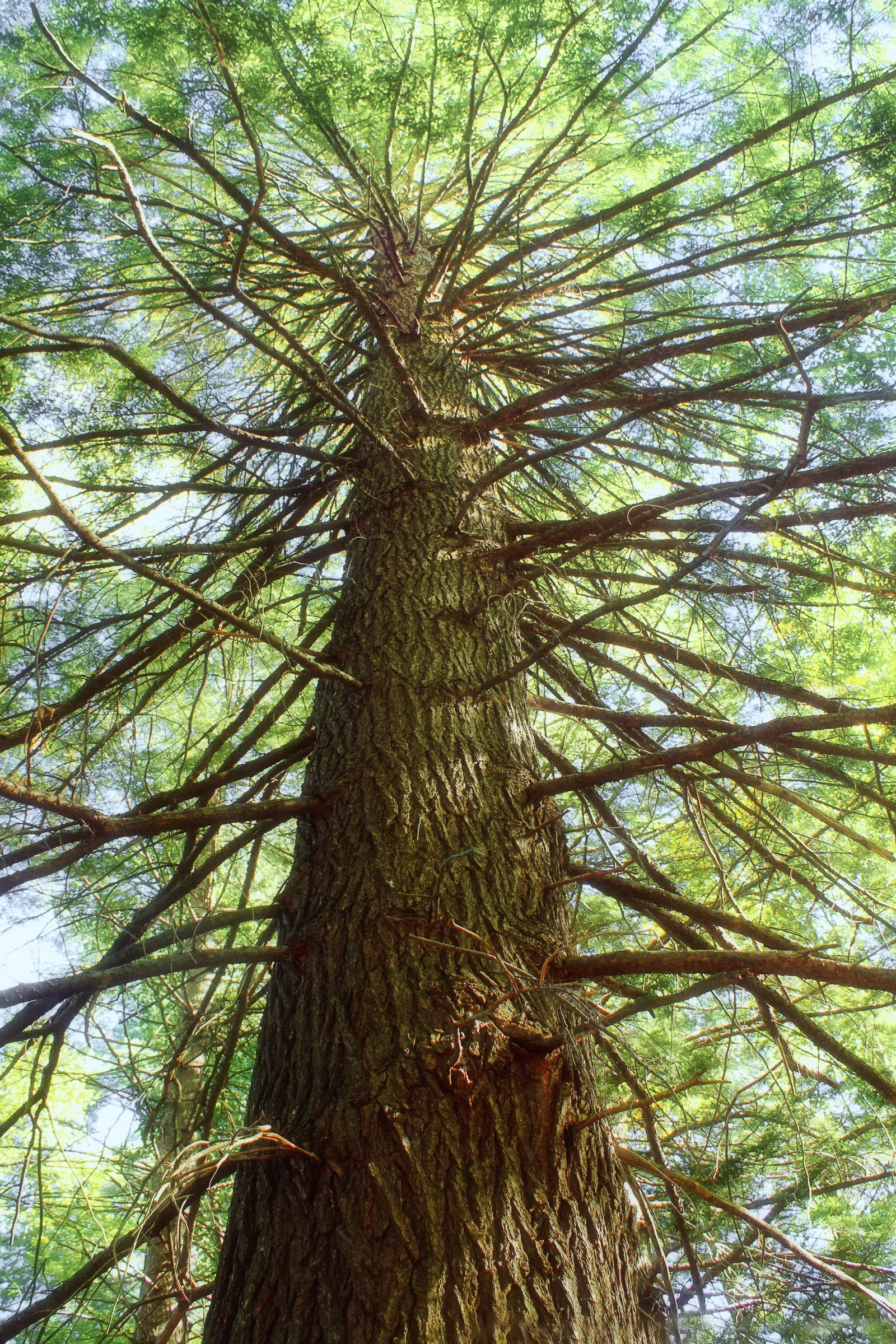 Eastern Hemlock (Tsuga Canadensis) — tan cones that are roughly 0.75 inches in length; ideal for screening and cool woodland settings