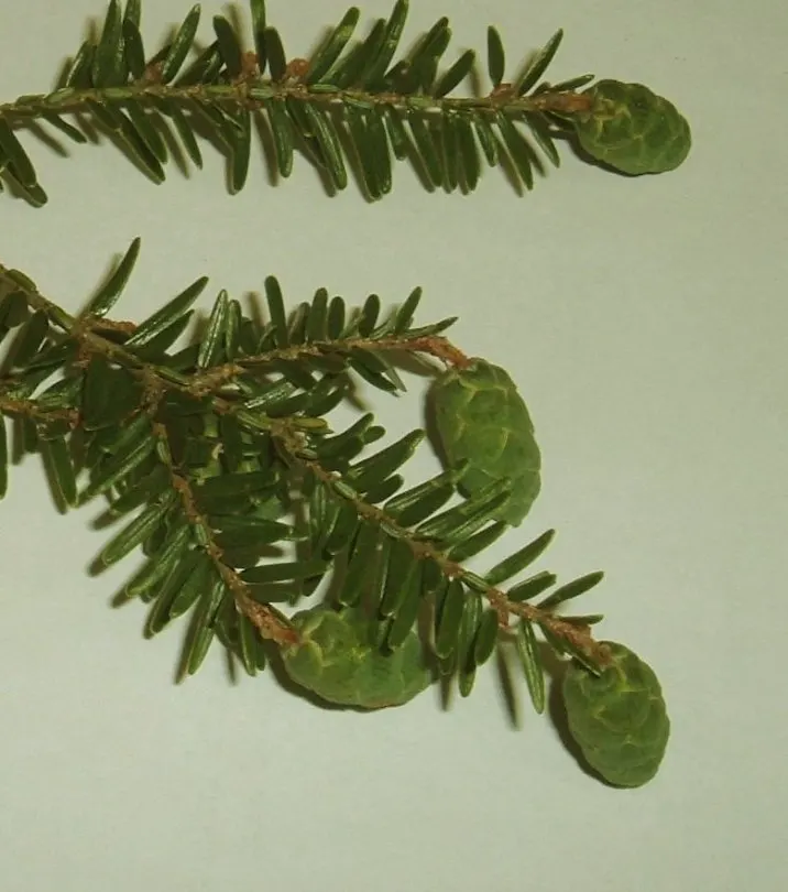 Eastern Hemlock (Tsuga Canadensis) — Its canopy can spread approximately 25 to 35 feet; making it a favorite in landscape design for its year-round, image 65