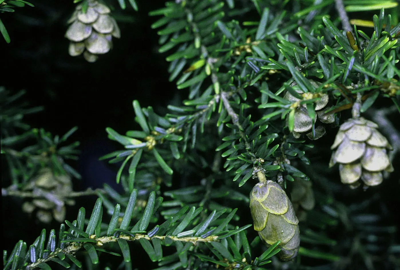 Eastern Hemlock (Tsuga Canadensis) — Ideal for screening and cool woodland settings