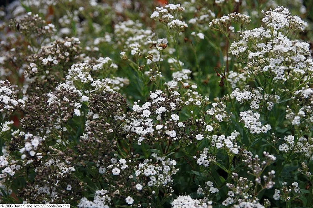 Festival Star Baby's Breath (Gypsophila Paniculata 'Festival Star') — Festival Star Baby's Breath (Gypsophila paniculata 'Festival Star') is a compact perennial