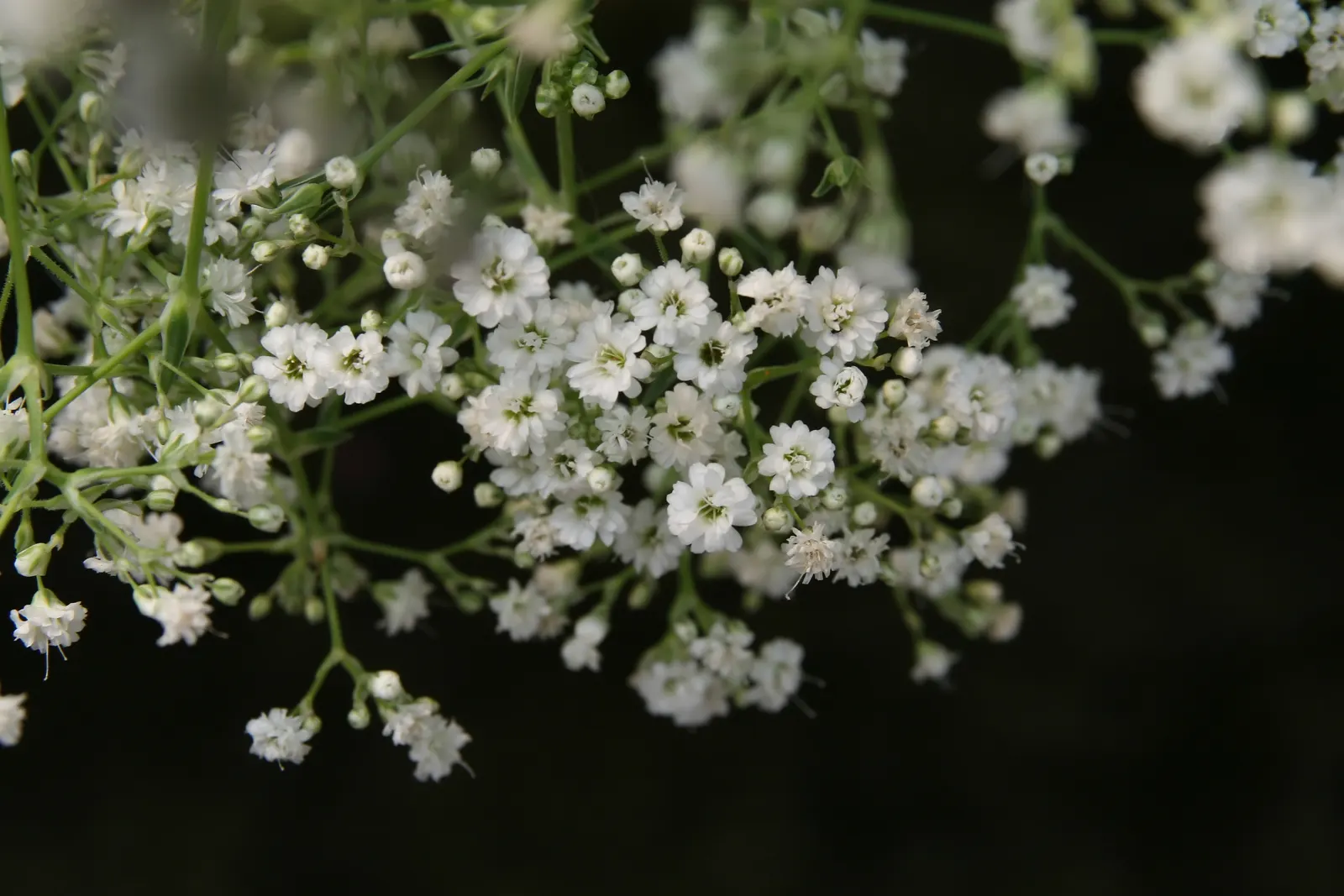 Festival Star Baby's Breath (Gypsophila Paniculata 'Festival Star') — Admired for its multitude of tiny