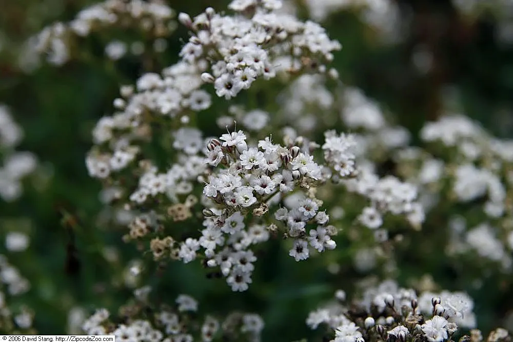 Festival Star Baby's Breath (Gypsophila Paniculata 'Festival Star') — reaching 18-24 inches in height and spread