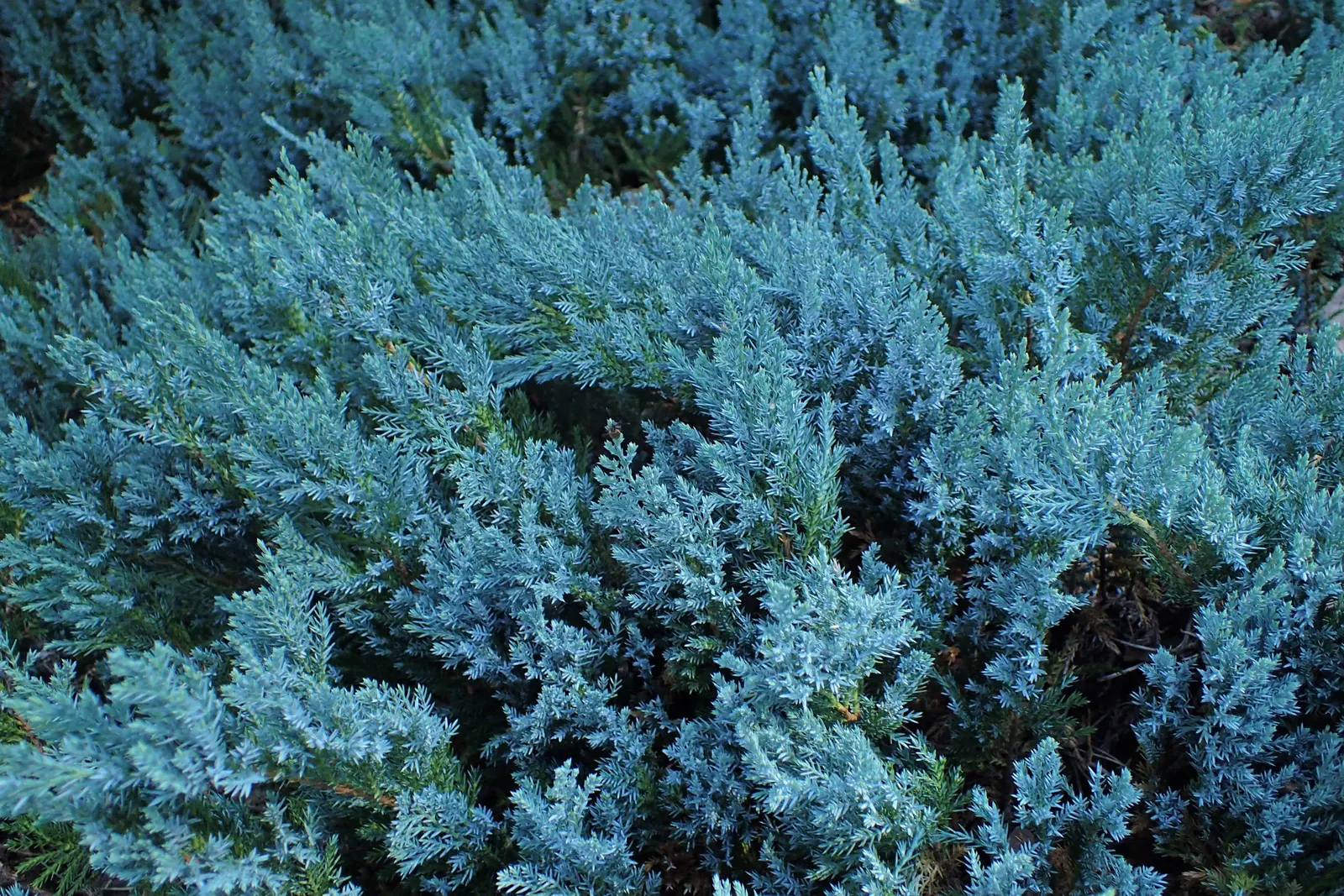 Blue Chip Juniper (Juniperus Horizontalis 'Blue Chip') — low-growing conifer with silvery-blue foliage
