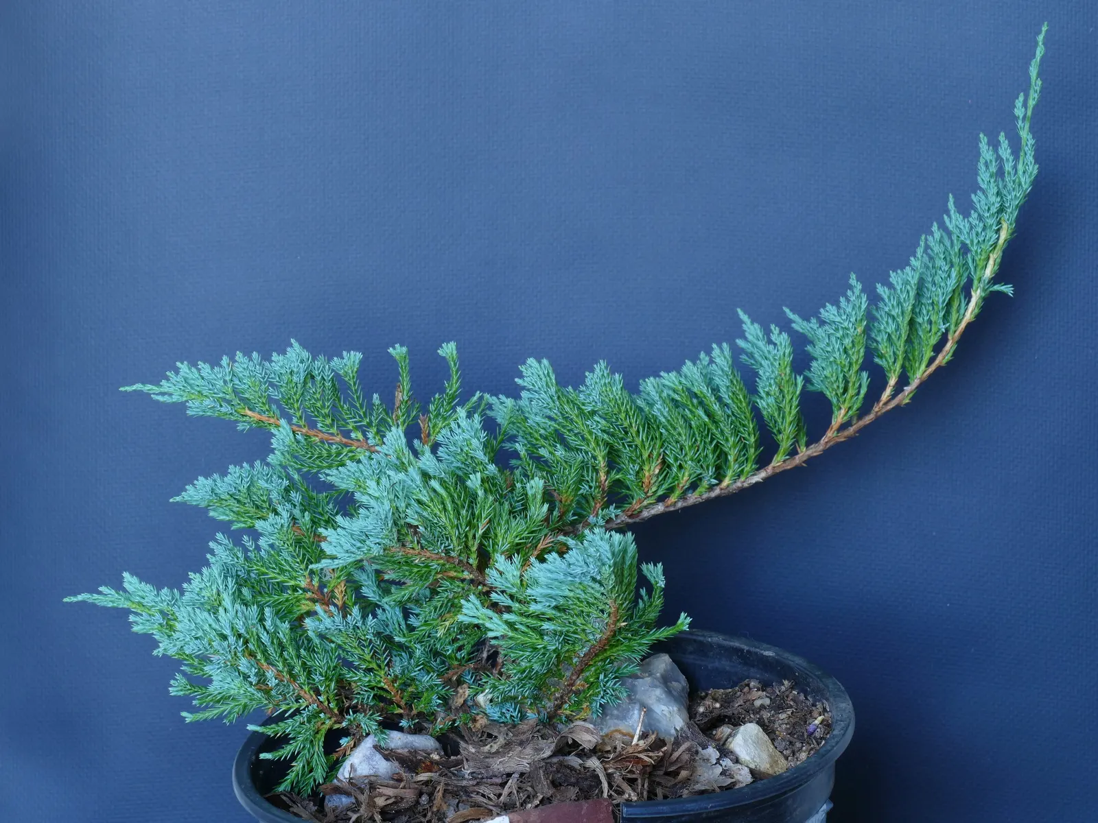 Blue Chip Juniper (Juniperus Horizontalis 'Blue Chip') — Its dense mat is tolerant of poor soils and is low maintenance