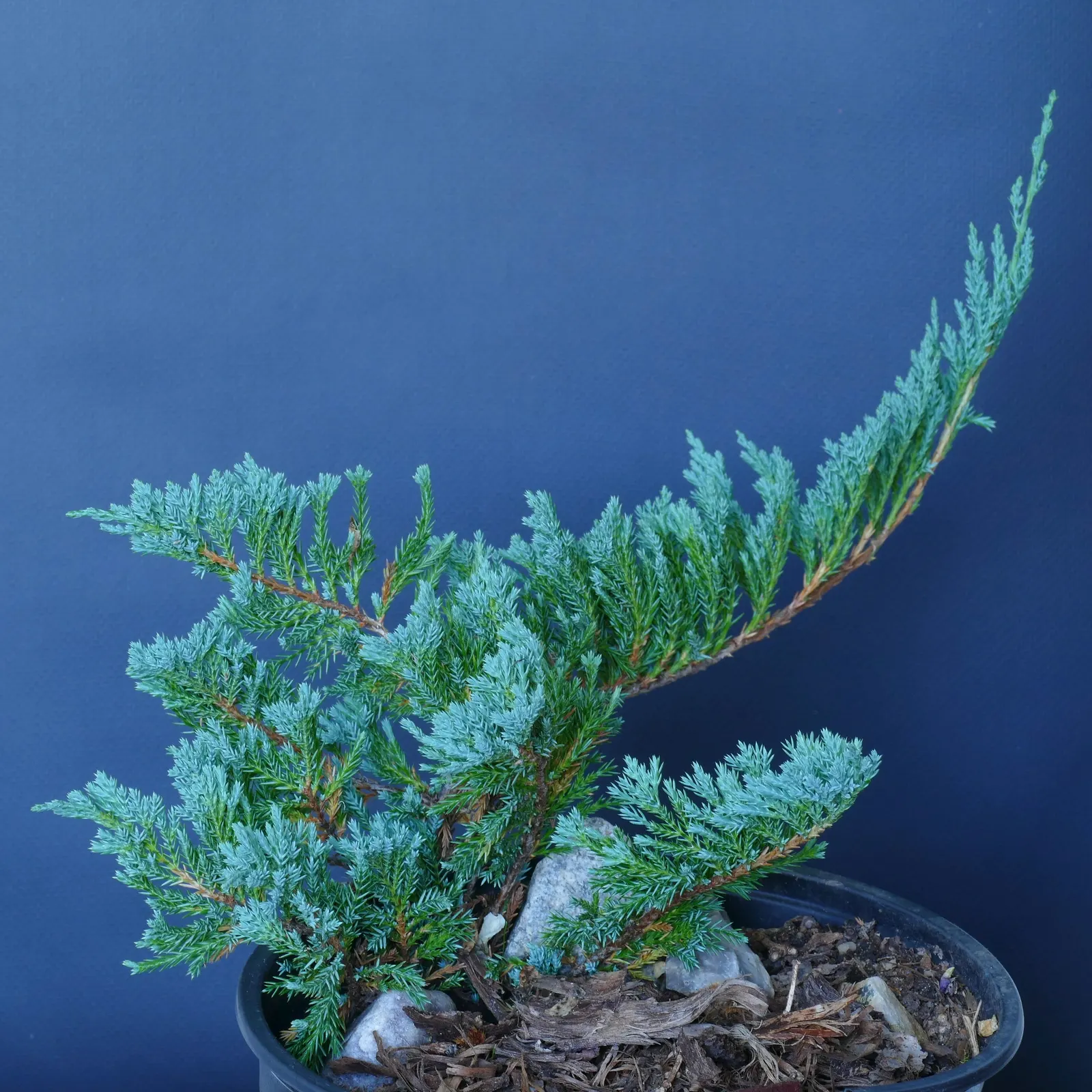 Blue Chip Juniper (Juniperus Horizontalis 'Blue Chip') — adding year-round interest