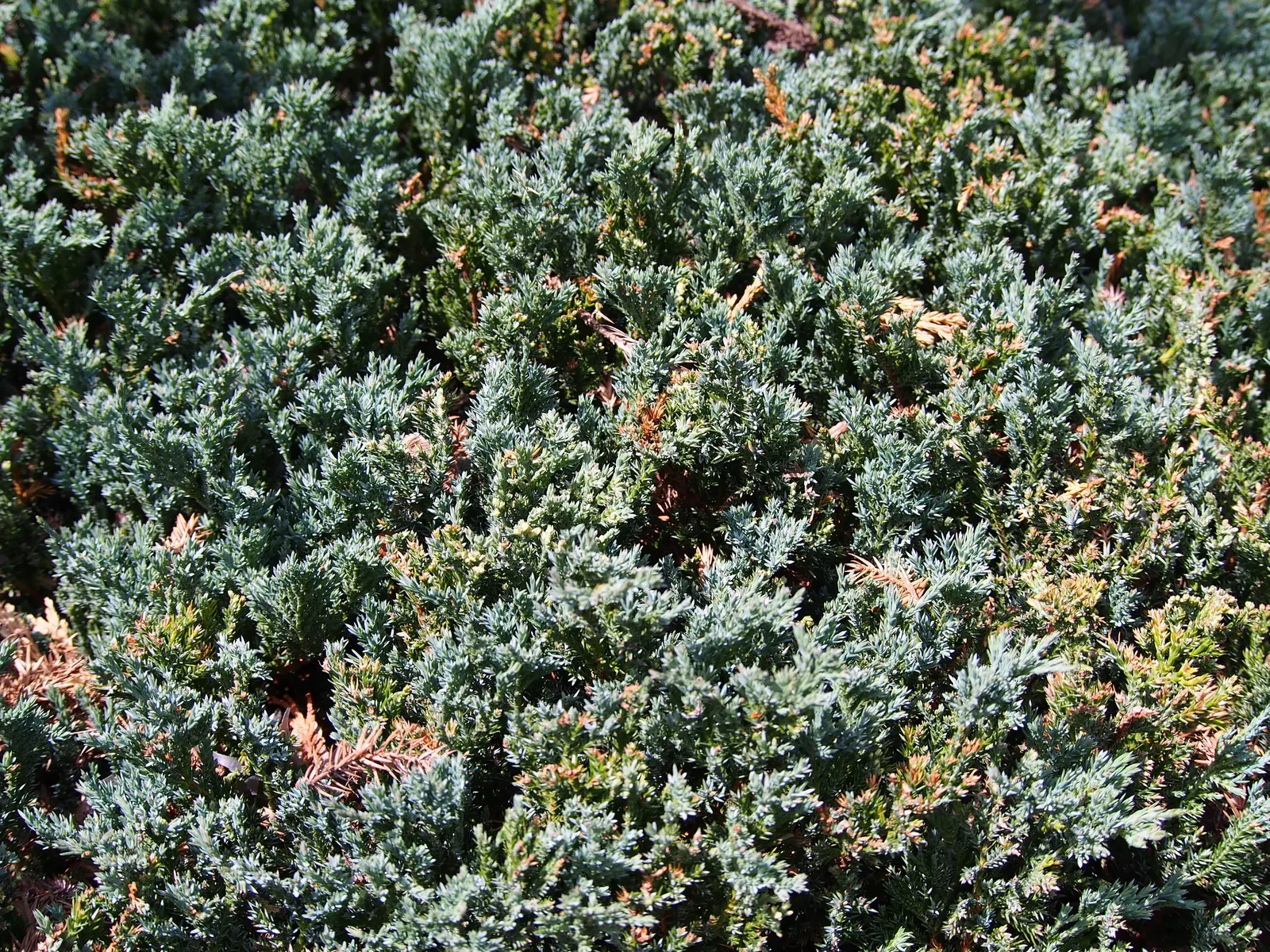Blue Chip Juniper (Juniperus Horizontalis 'Blue Chip') — This ground cover, reaching up to 12 inches high and spreading 6-8 feet wide, is hardy in USDA zones