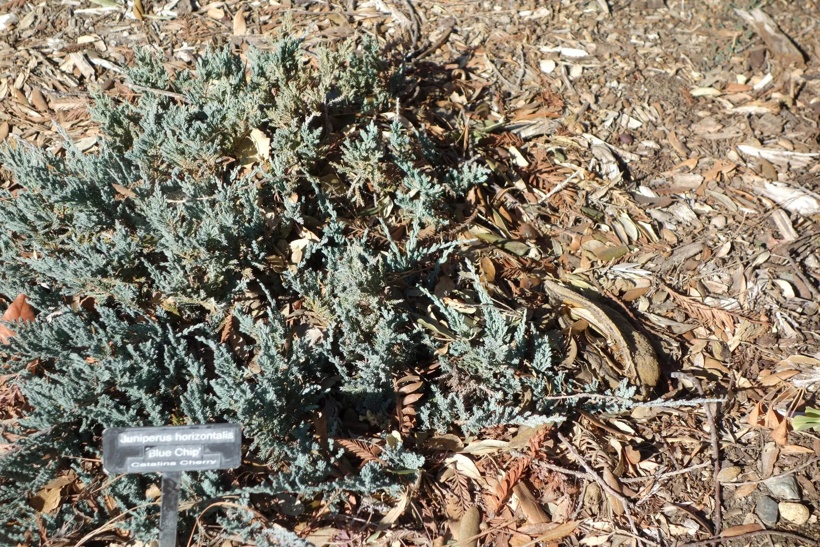 Blue Chip Juniper (Juniperus Horizontalis 'Blue Chip') — The Juniperus horizontalis 'Blue Chip' is a durable