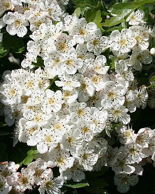 English Or Singleseed Hawthorn (Crataegus Monogyna) — it features clusters of fragrant white flowers in late spring