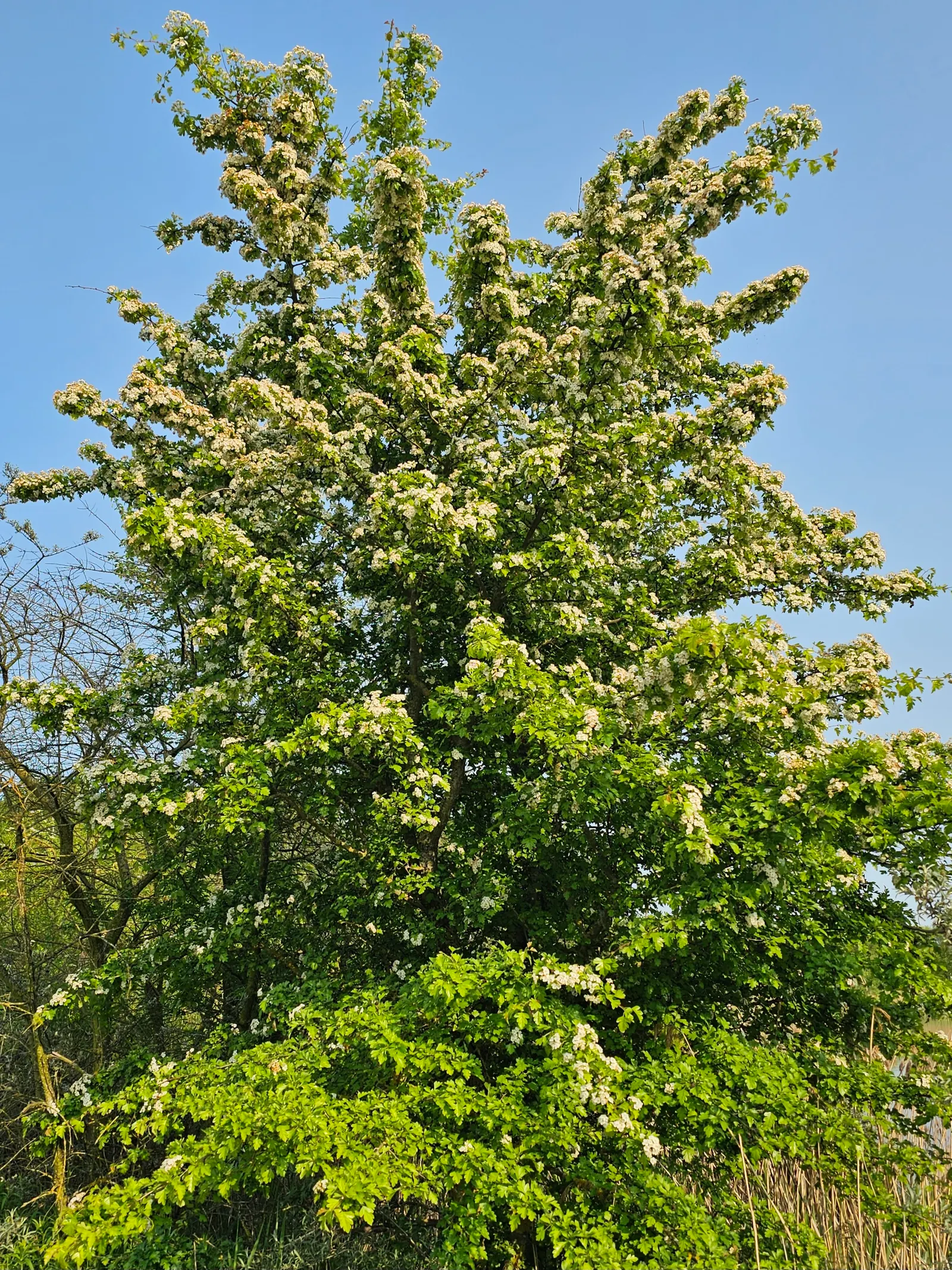 English Or Singleseed Hawthorn (Crataegus Monogyna) — providing a food source for local bird species and a pop of color that lasts into winter
