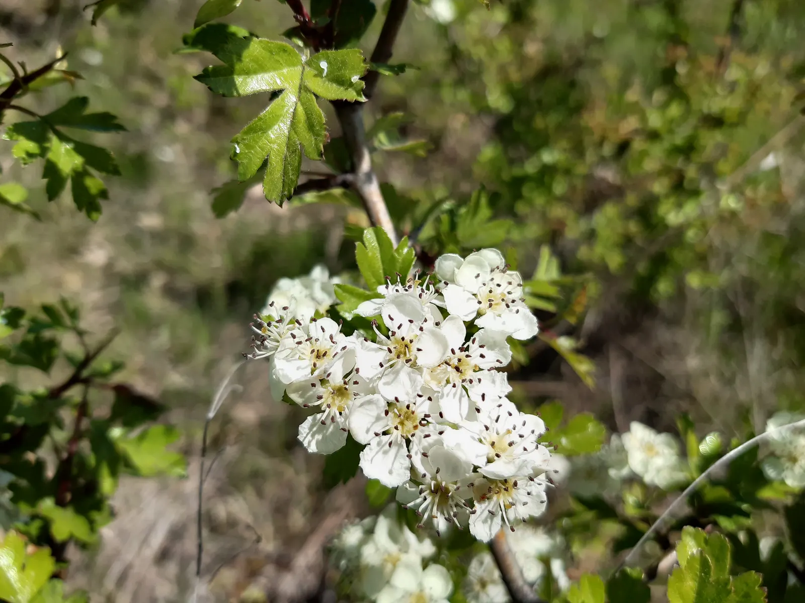 English Or Singleseed Hawthorn (Crataegus Monogyna) — Standing at a mature height of 15 to 25 feet with a similar spread