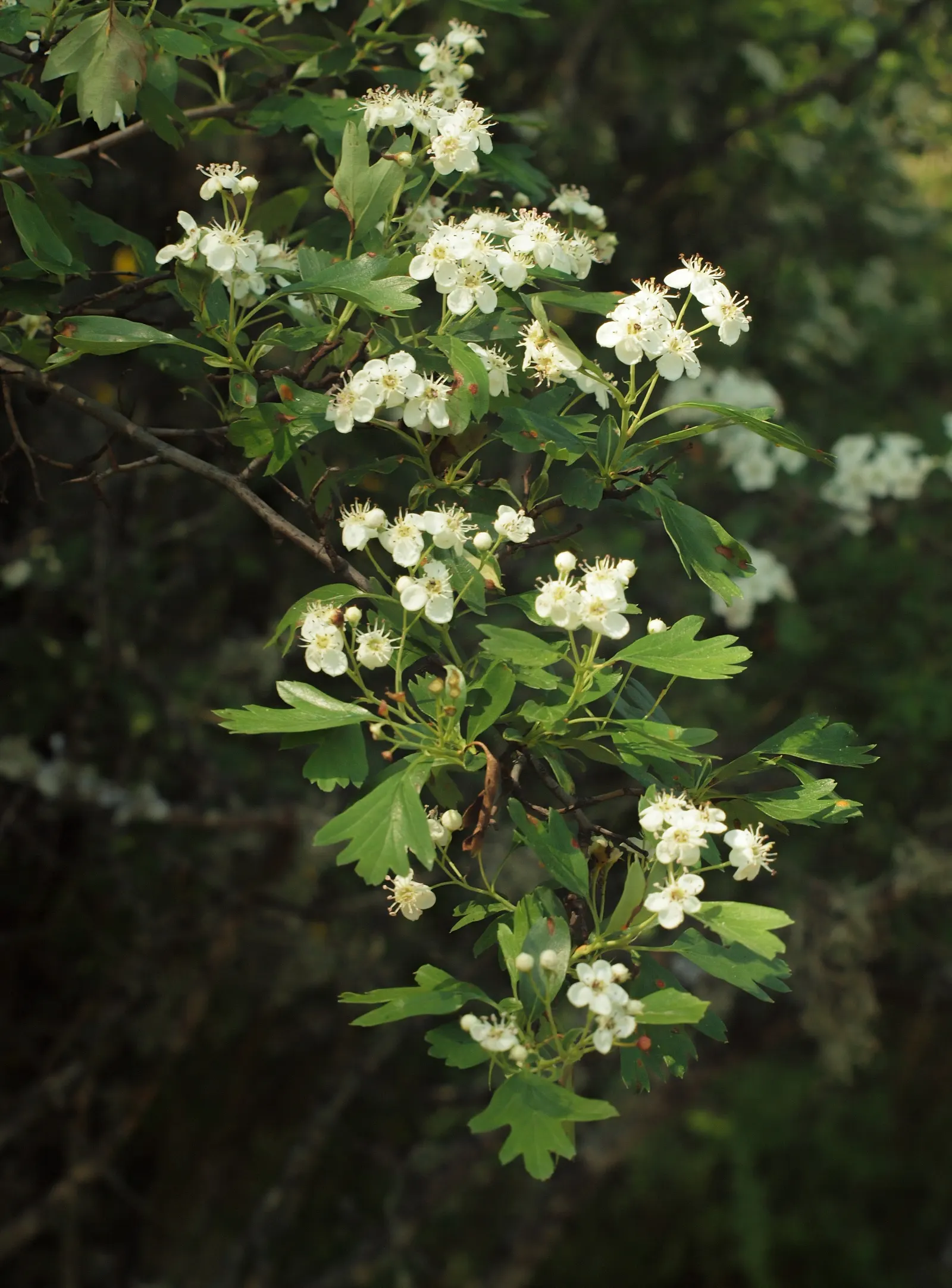 English Or Singleseed Hawthorn (Crataegus Monogyna) — requiring minimal watering once established; or 'haws,' about 0.3 to 0.4 inches across, image 76