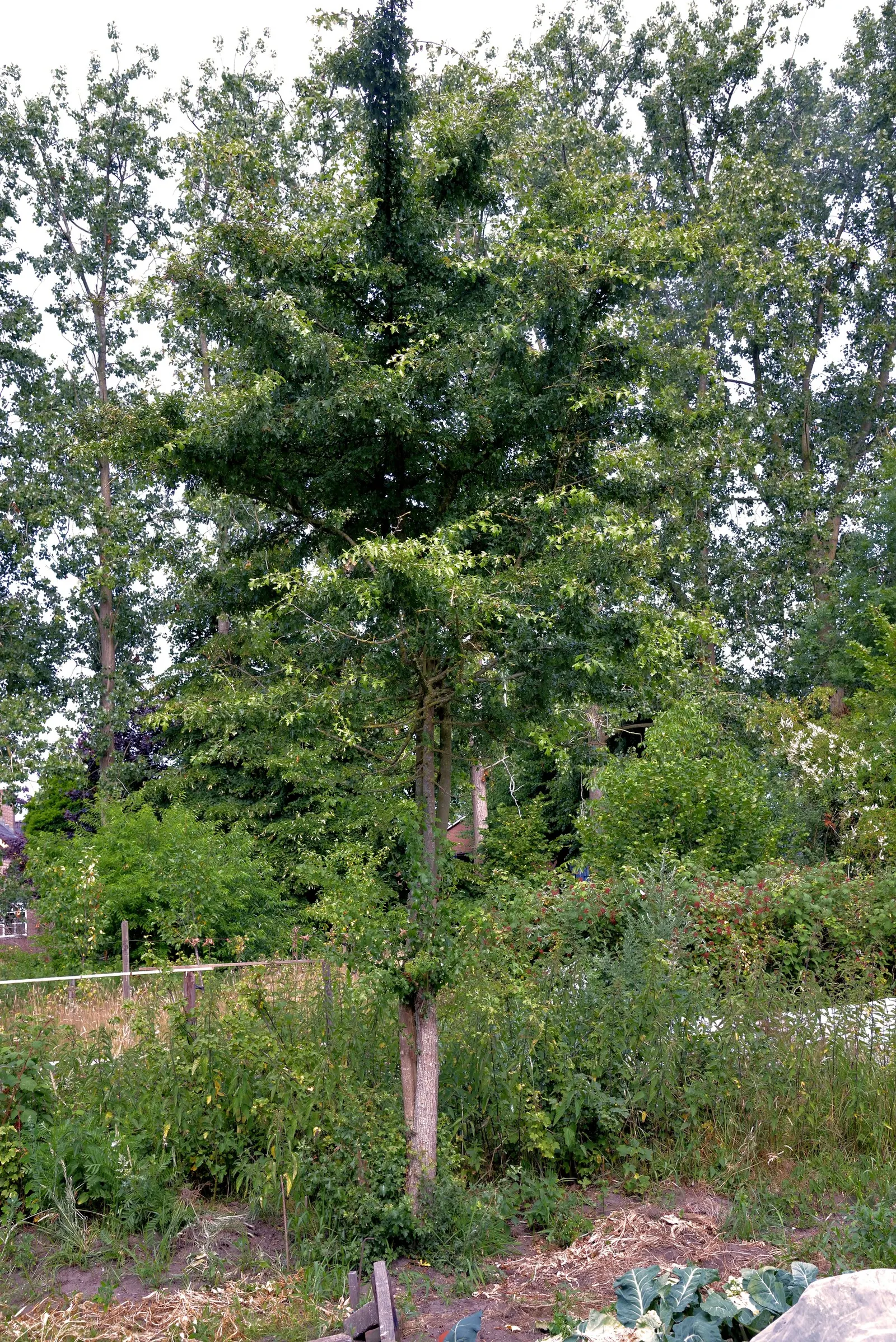 English Or Singleseed Hawthorn (Crataegus Monogyna) — making it both an aesthetic and ecological asset to any landscape; the English Hawthorn, image 60