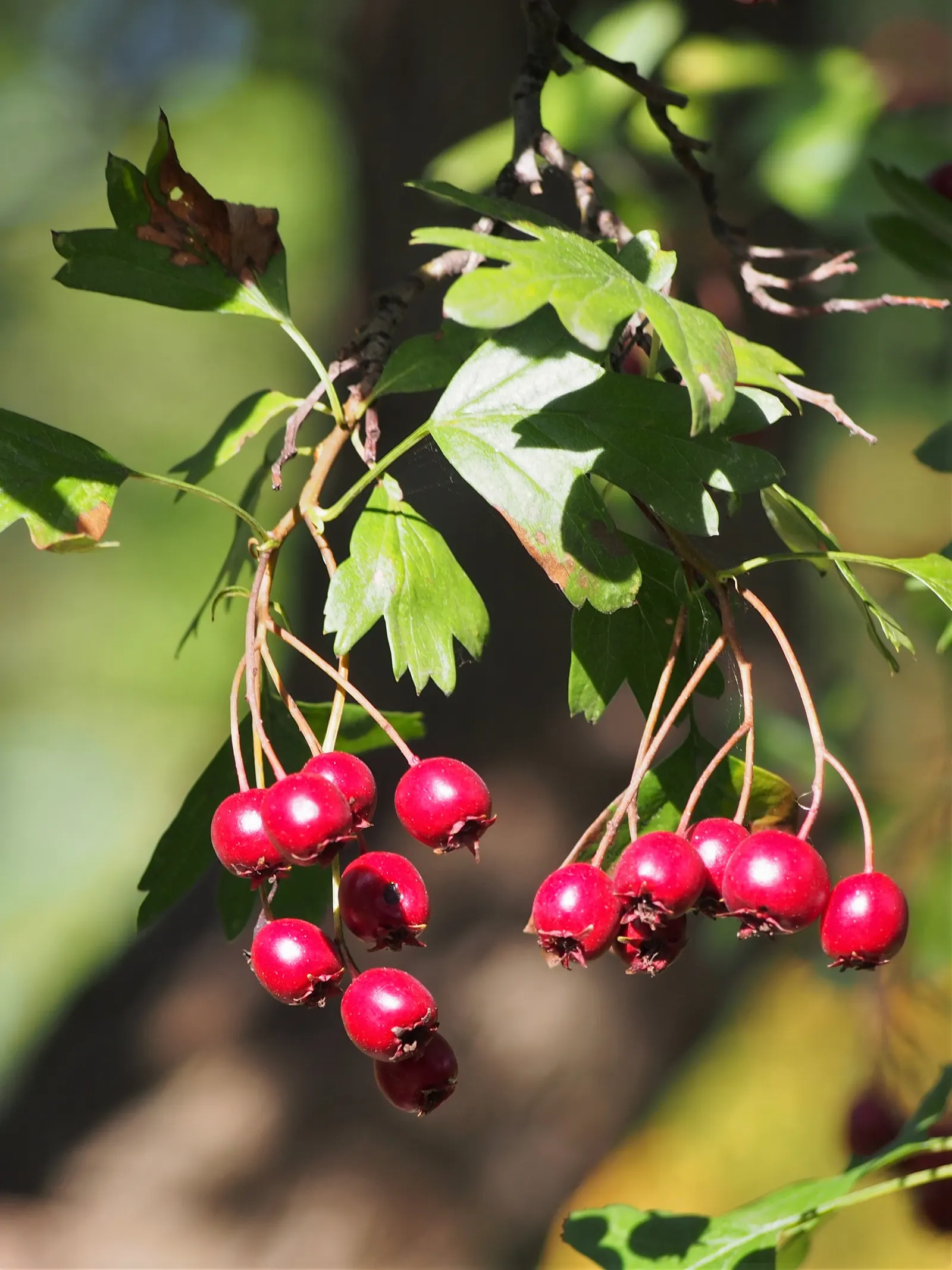 English Or Singleseed Hawthorn (Crataegus Monogyna) — which emerge from the dark-green lobed leaves, image 41