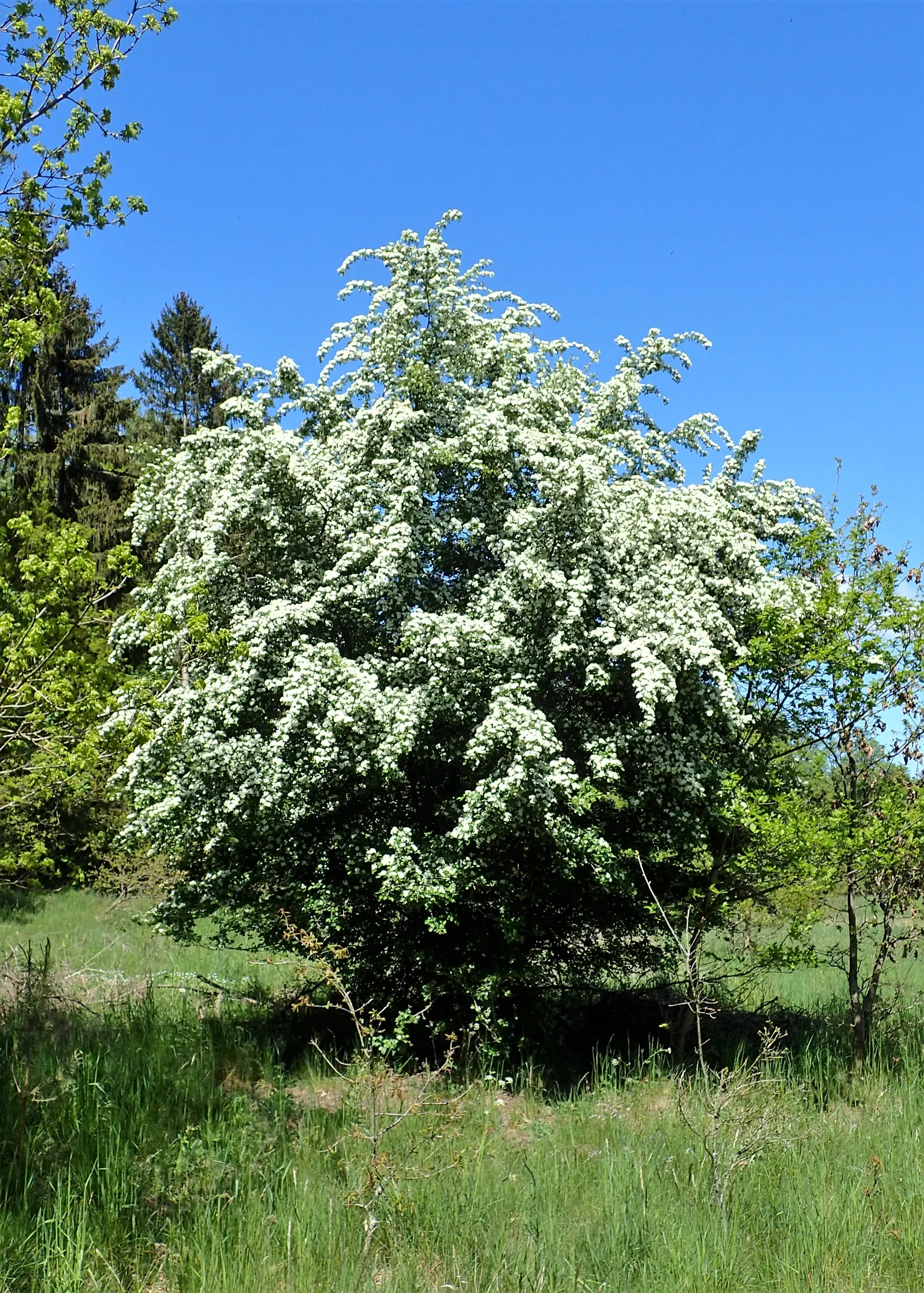 English Or Singleseed Hawthorn (Crataegus Monogyna) — making it an excellent choice for both new and experienced garden enthusiasts