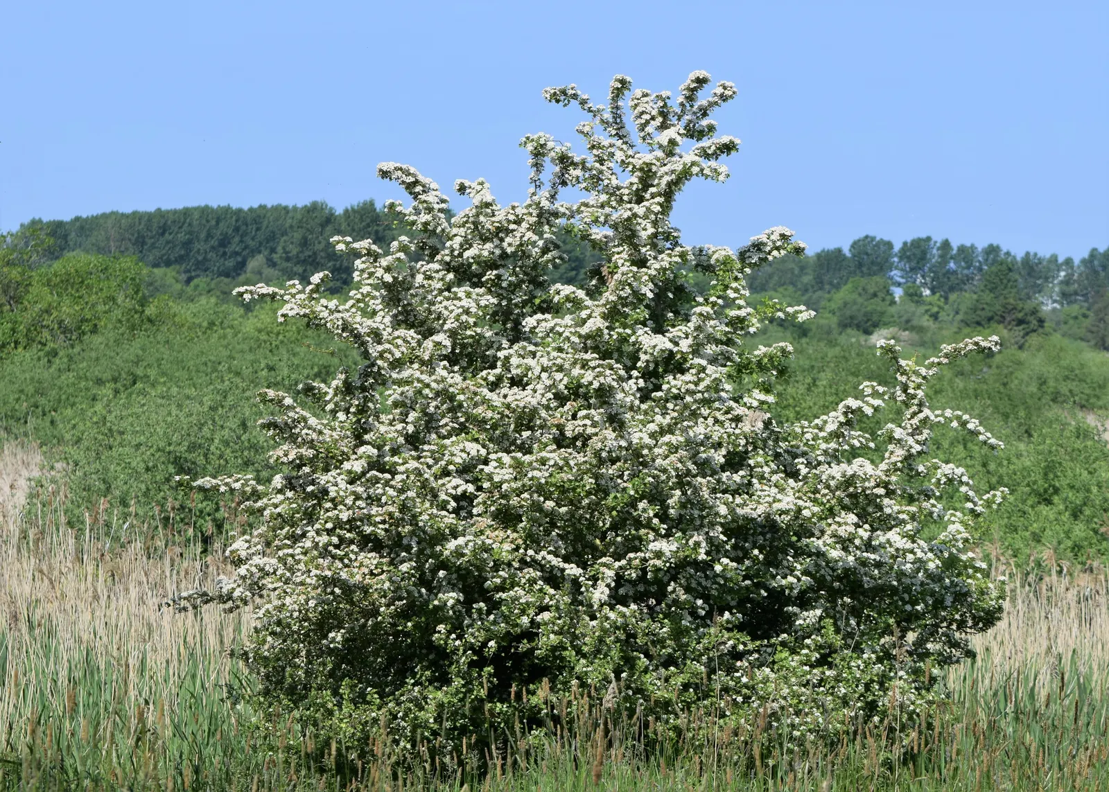 English Or Singleseed Hawthorn (Crataegus Monogyna) — white flowers in the garden; this charismatic plant offers a dense