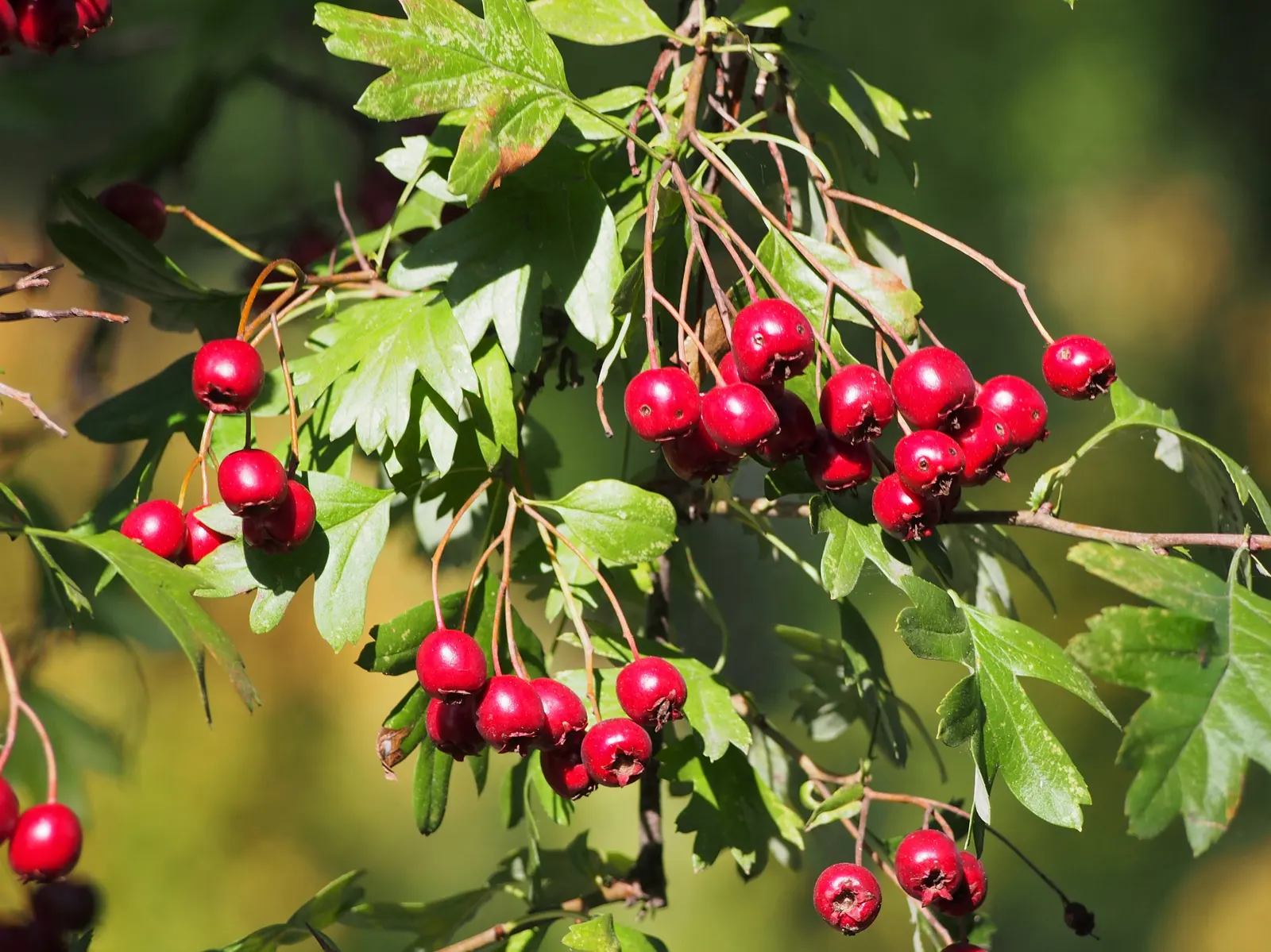 English Or Singleseed Hawthorn (Crataegus Monogyna) — after the leaves have fallen.<br><br>Adaptable to a variety of soil conditions; the plant bears deep red