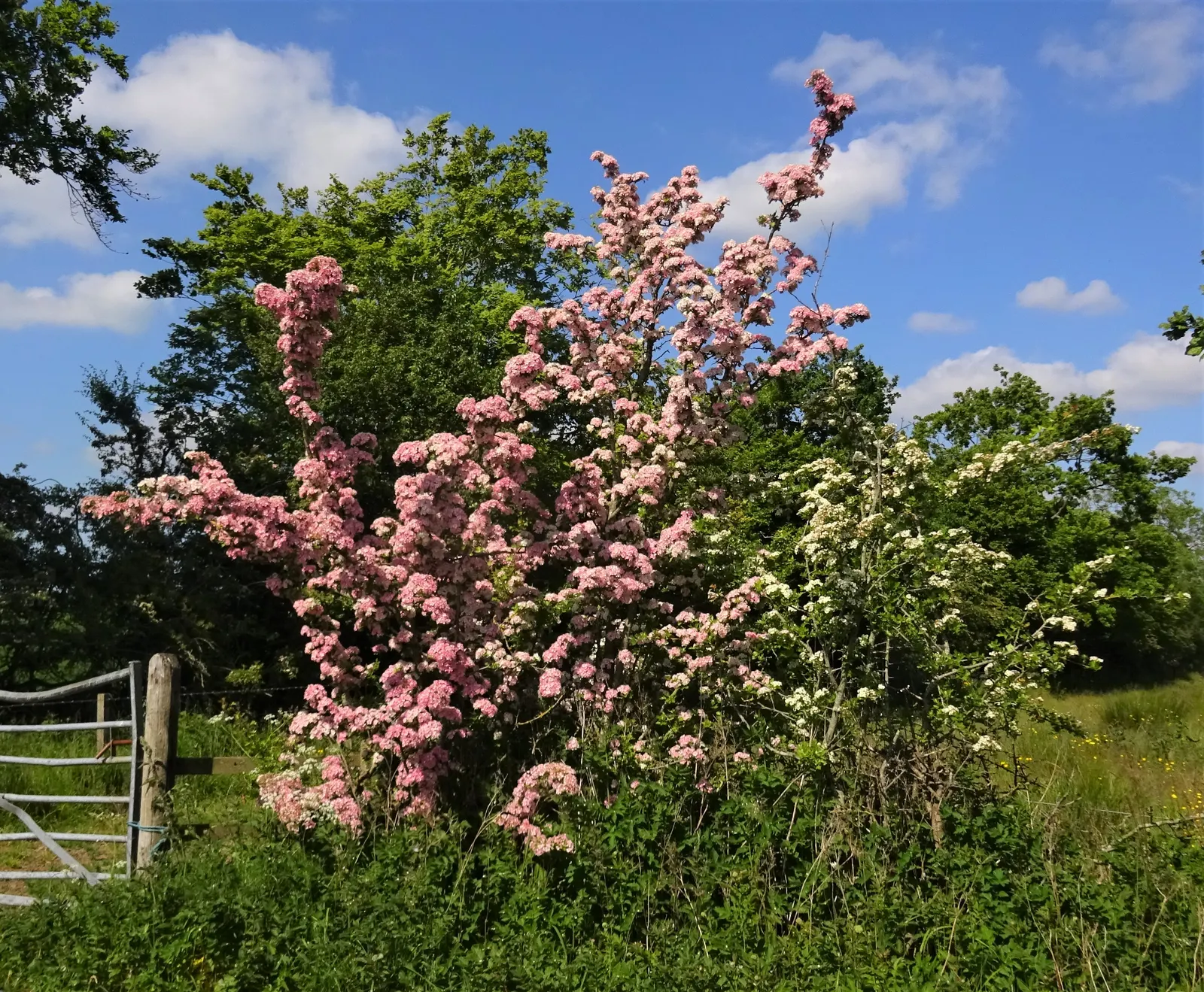 English Or Singleseed Hawthorn (Crataegus Monogyna) — single-seeded hawthorn species growing up to 15-20 feet tall with a similar spread; rounded, image 56