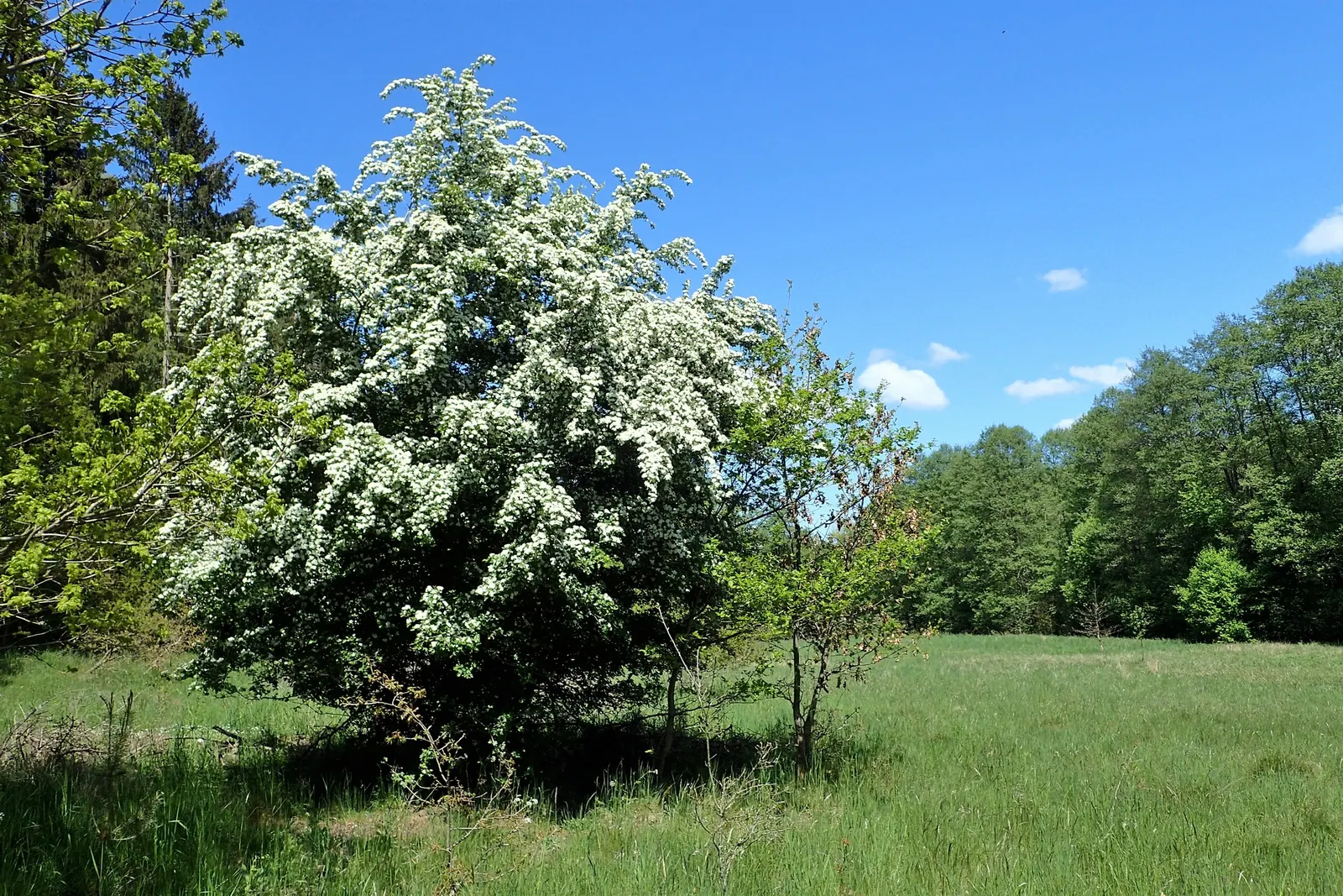 English Or Singleseed Hawthorn (Crataegus Monogyna) — each approximately half an inch in diameter