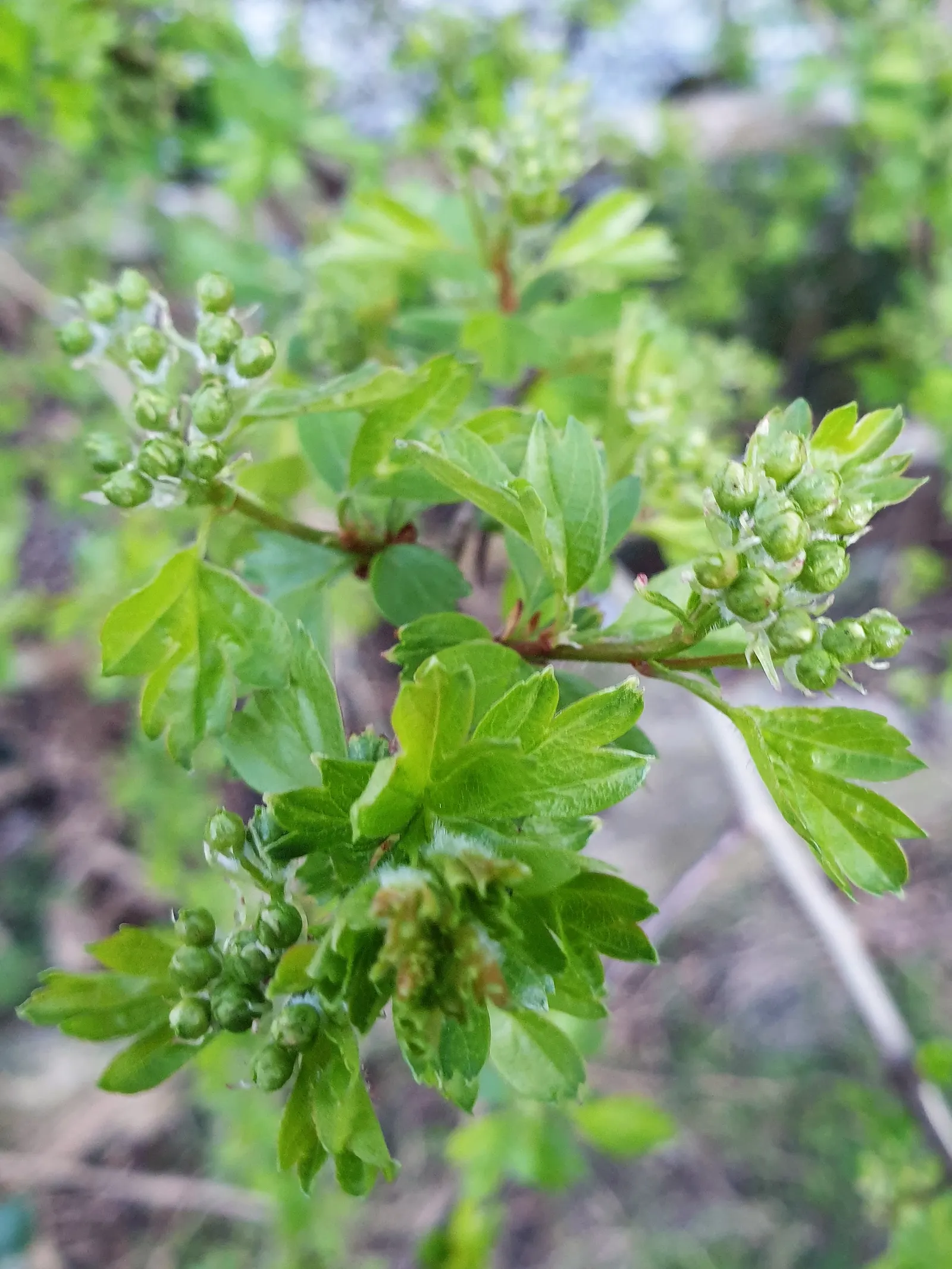 English Or Singleseed Hawthorn (Crataegus Monogyna) — single-seeded hawthorn species growing up to 15-20 feet tall with a similar spread; rounded, image 83