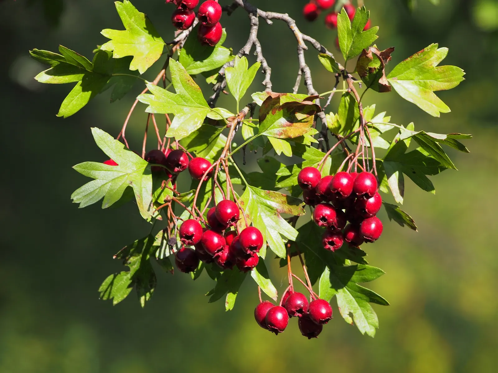 English Or Singleseed Hawthorn (Crataegus Monogyna) — making it both an aesthetic and ecological asset to any landscape; the English Hawthorn showcases a