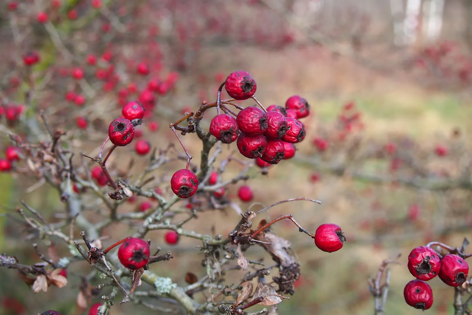 English Or Singleseed Hawthorn (Crataegus Monogyna) — followed by red berries and deeply lobed; white flowers in the garden