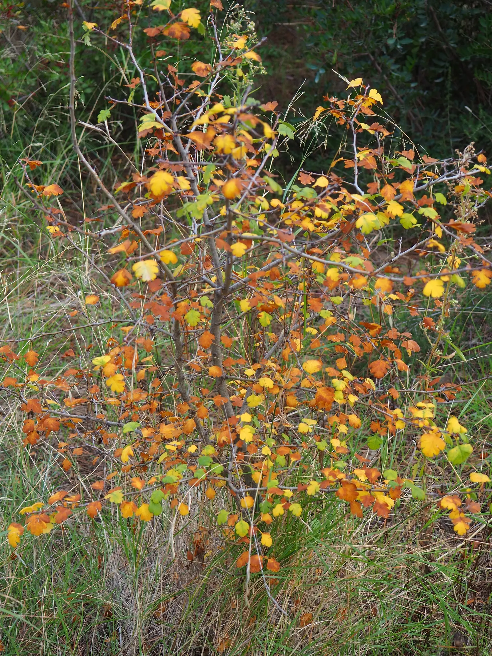 English Or Singleseed Hawthorn (Crataegus Monogyna) — or 'haws,' about 0.3 to 0.4 inches across; the English Hawthorn (Crataegus monogyna) is a, image 70