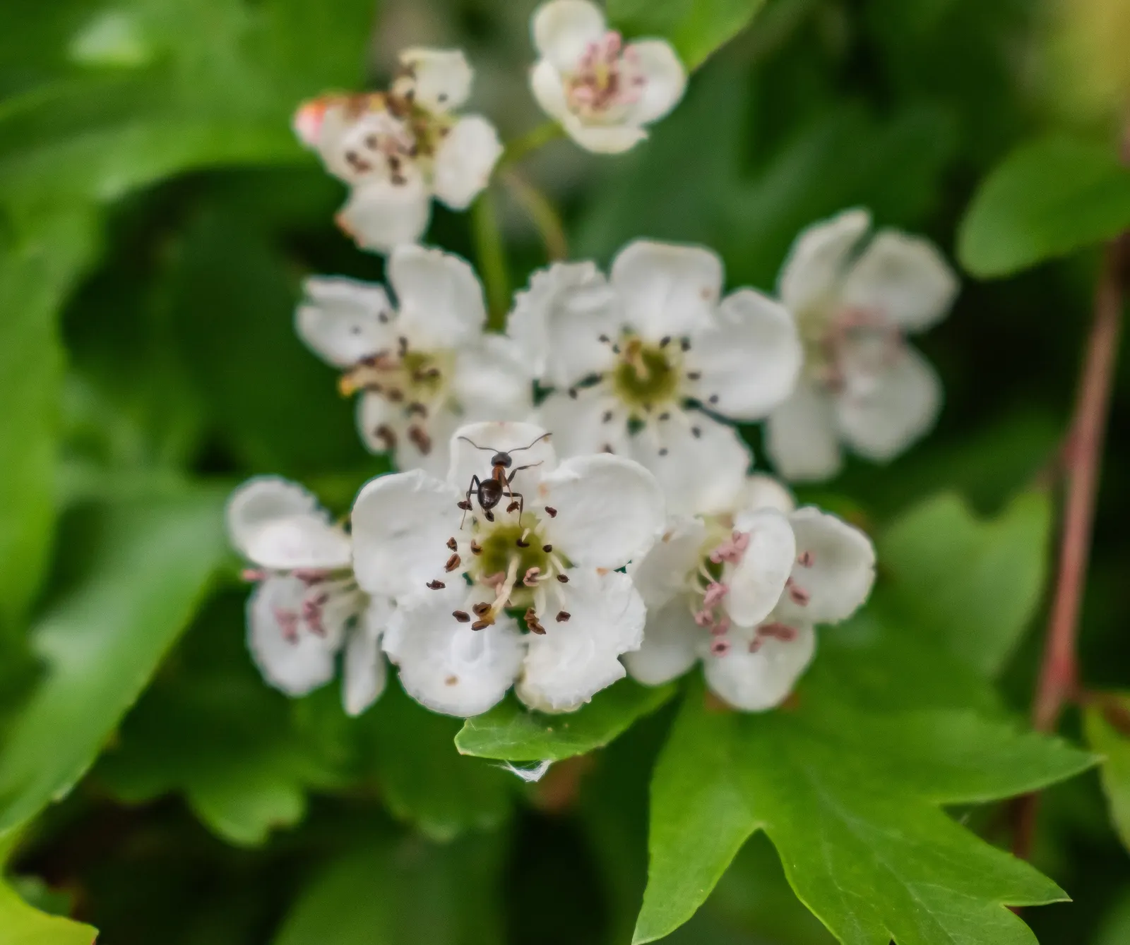 English Or Singleseed Hawthorn (Crataegus Monogyna) — is a deciduous species prized for its rustic charm and versatility within landscape designs