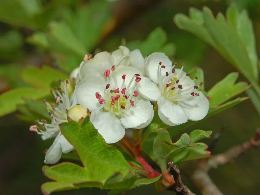 English Or Singleseed Hawthorn (Crataegus Monogyna) — making it an excellent choice for both new and experienced garden enthusiasts; it features, image 78