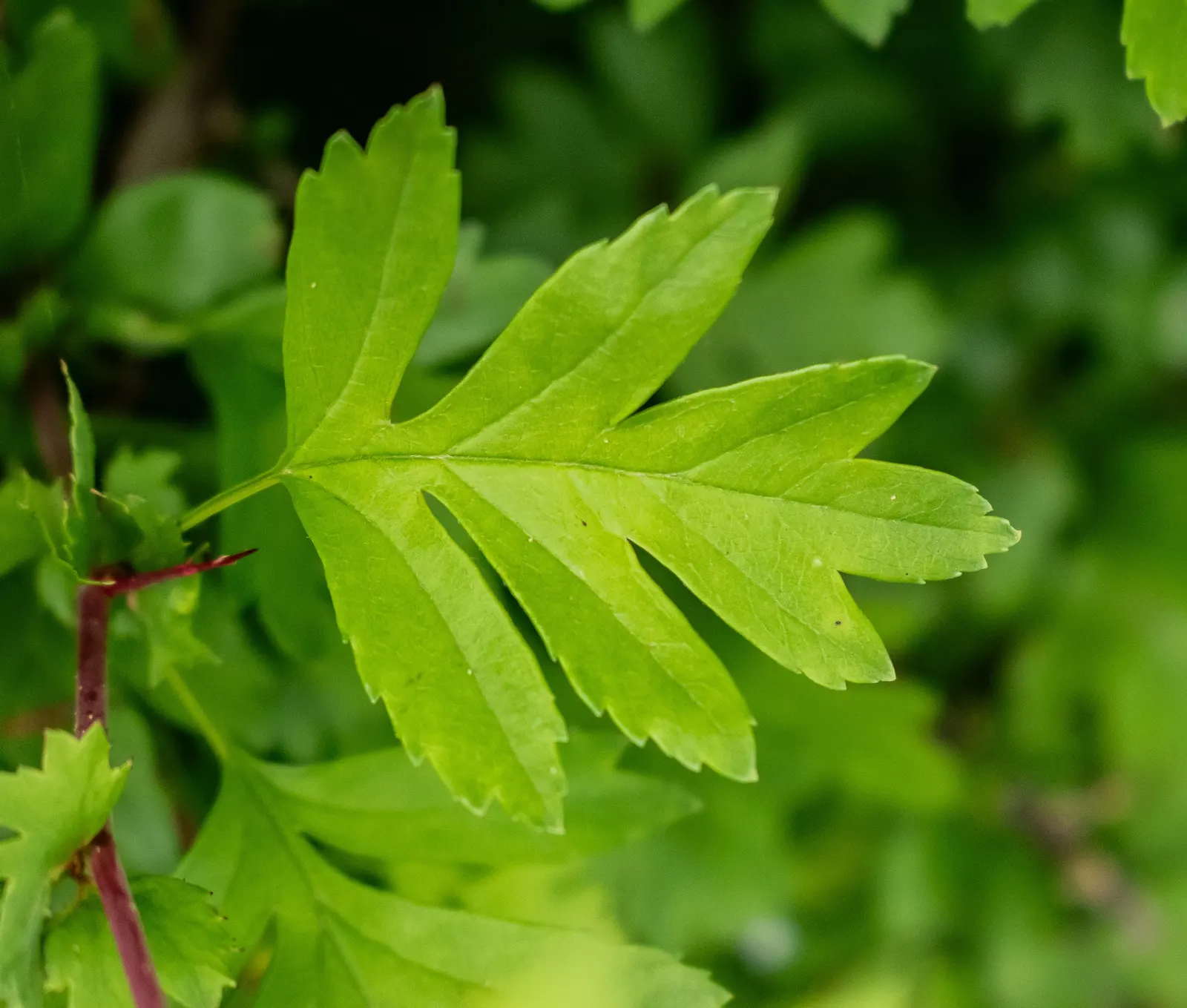 English Or Singleseed Hawthorn (Crataegus Monogyna) — is a deciduous species prized for its rustic charm and versatility within landscape designs, image 62